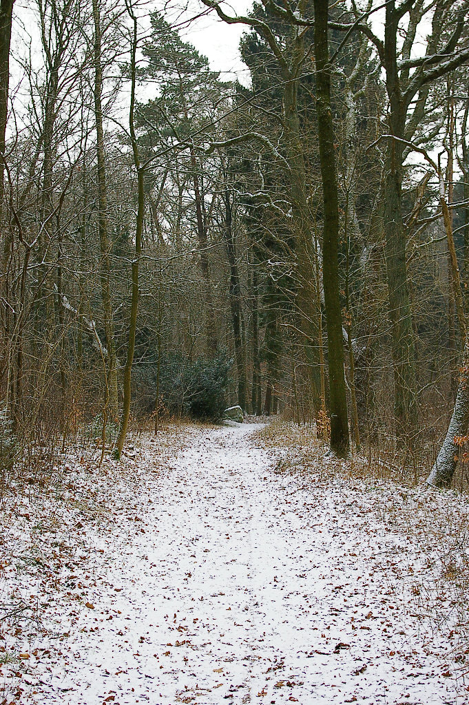 Pentax K100D Super sample photo. Snow is back photography