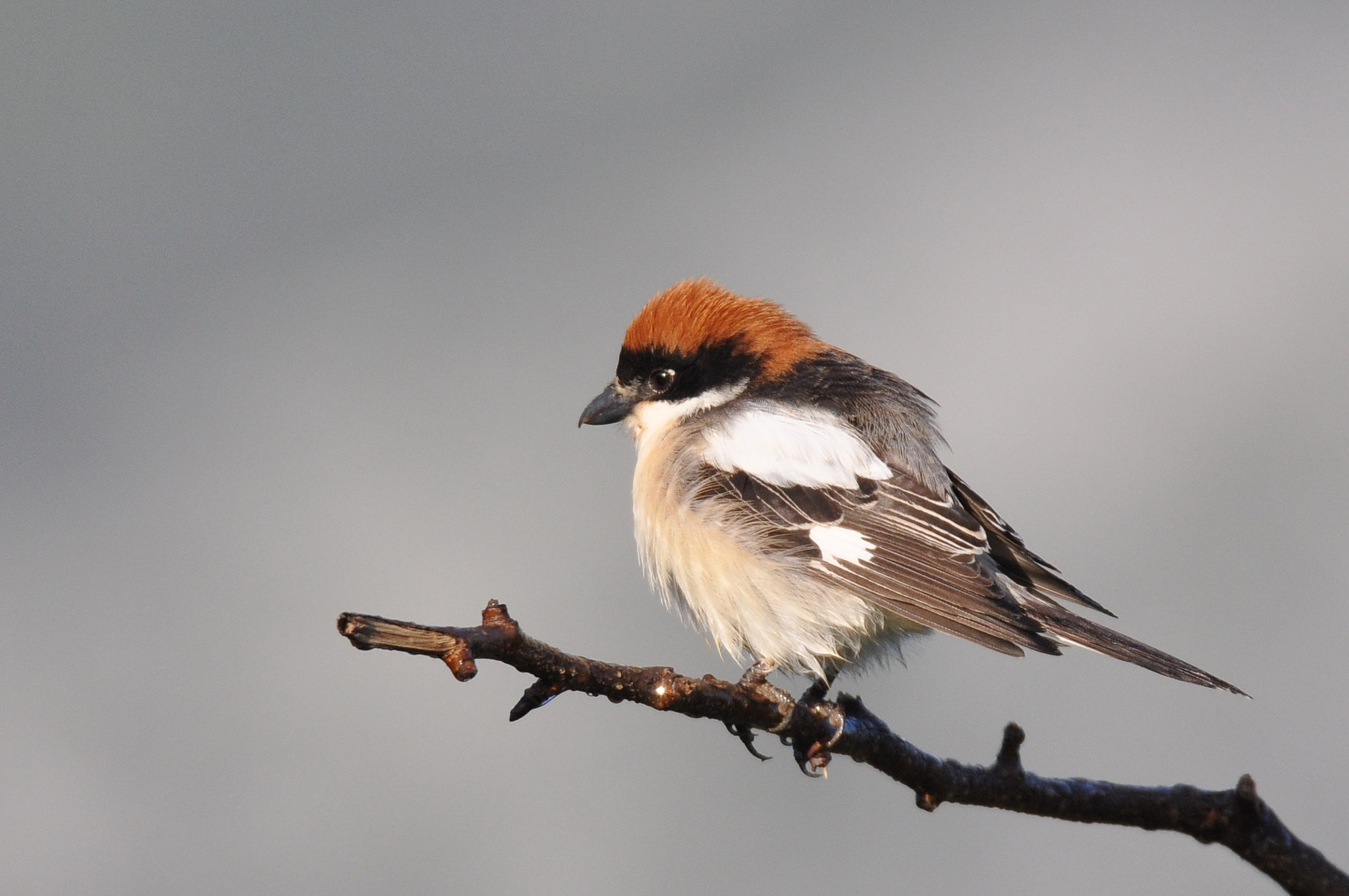 Sigma 150-600mm F5-6.3 DG OS HSM | S sample photo. Alcaudón común photography