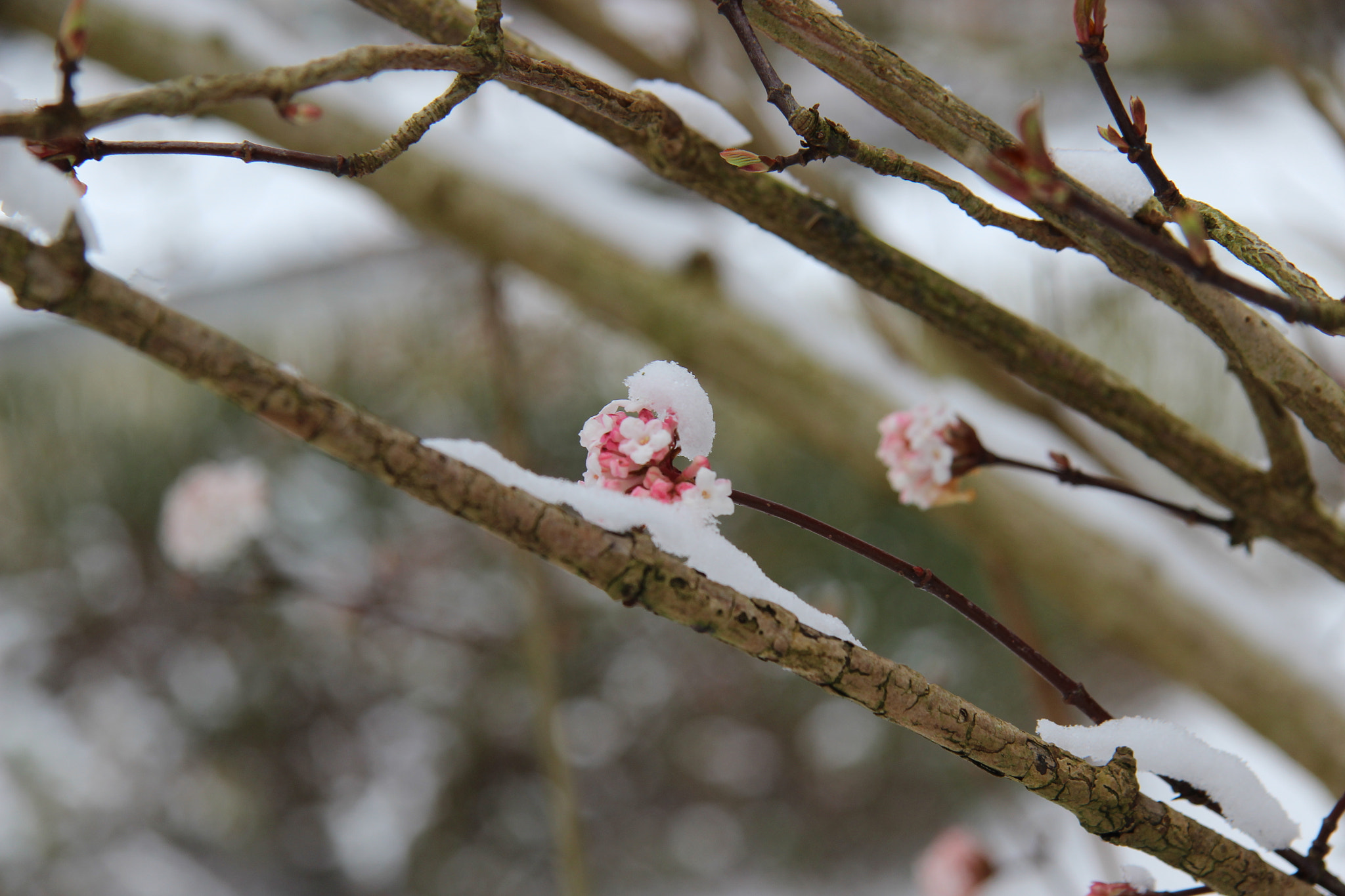 Canon EF-S 17-85mm F4-5.6 IS USM sample photo. Winter or spring? photography