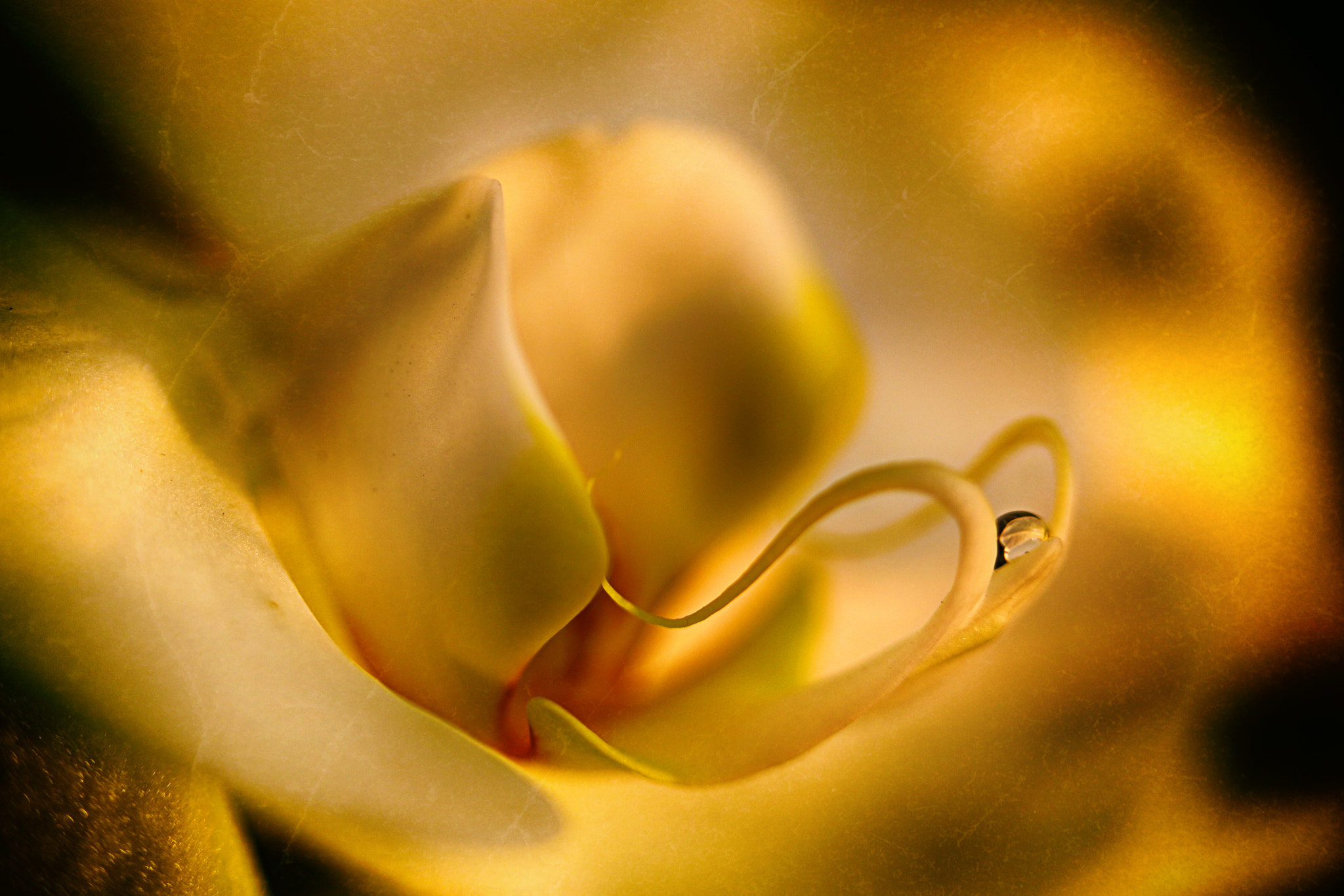 Canon EF 100mm F2.8 Macro USM sample photo. Act i photography