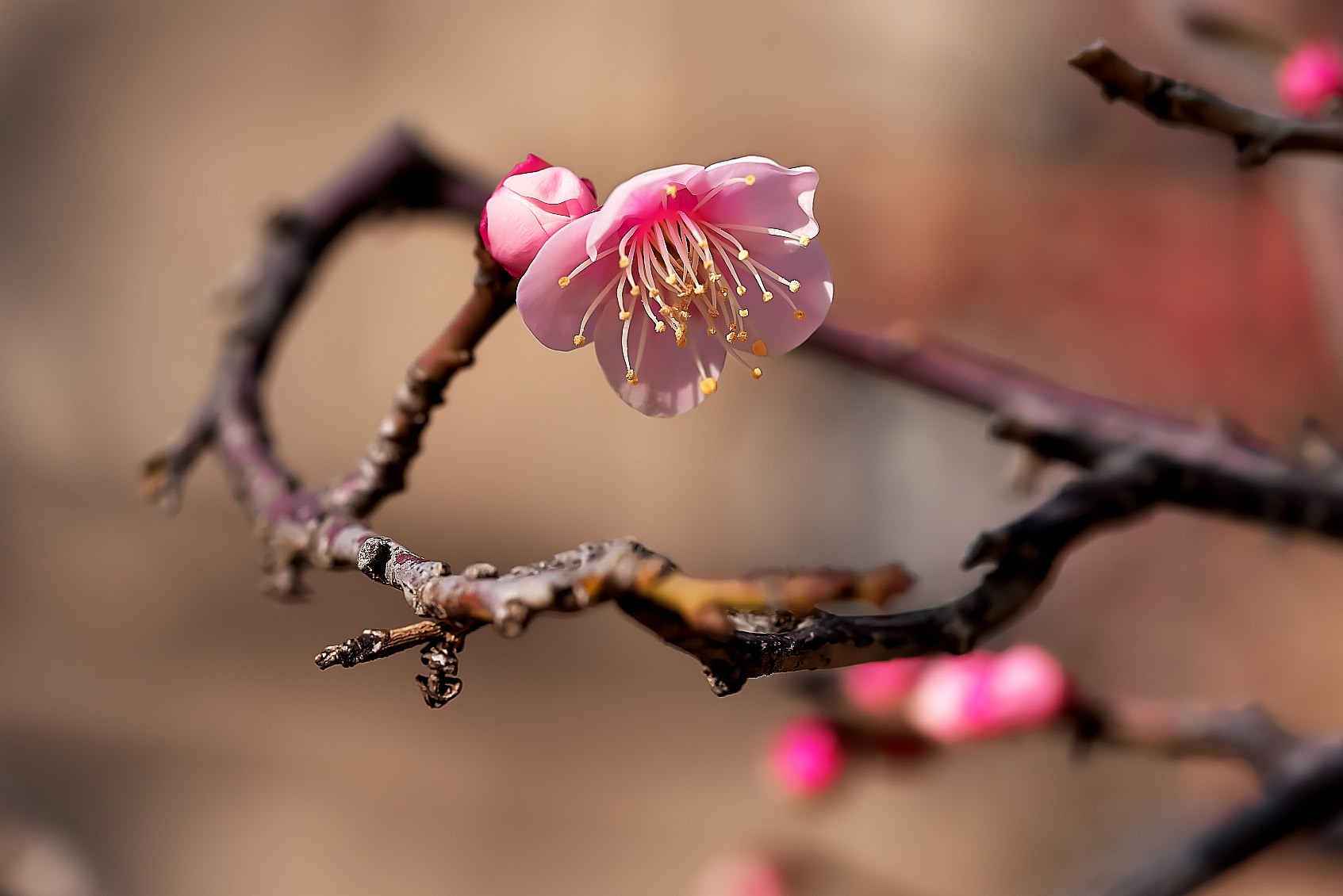 Sony a7R + Sony FE 90mm F2.8 Macro G OSS sample photo. Pink plum photography