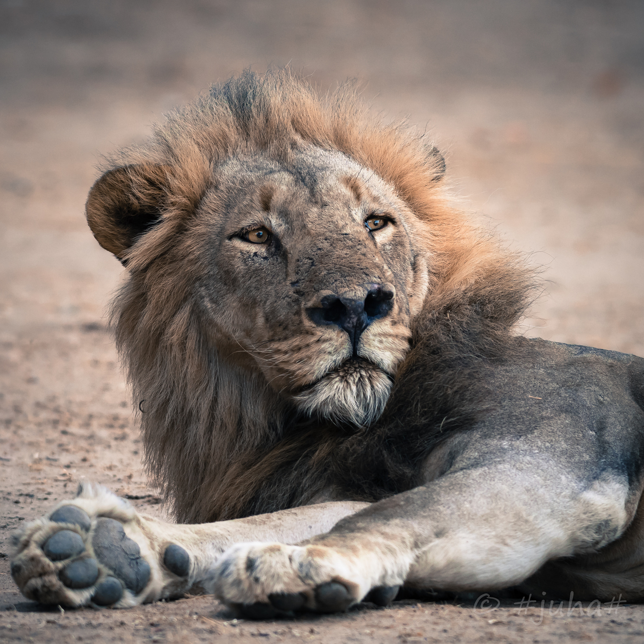Nikon AF-S Nikkor 300mm F2.8G ED-IF VR sample photo. Mighty male lion photography