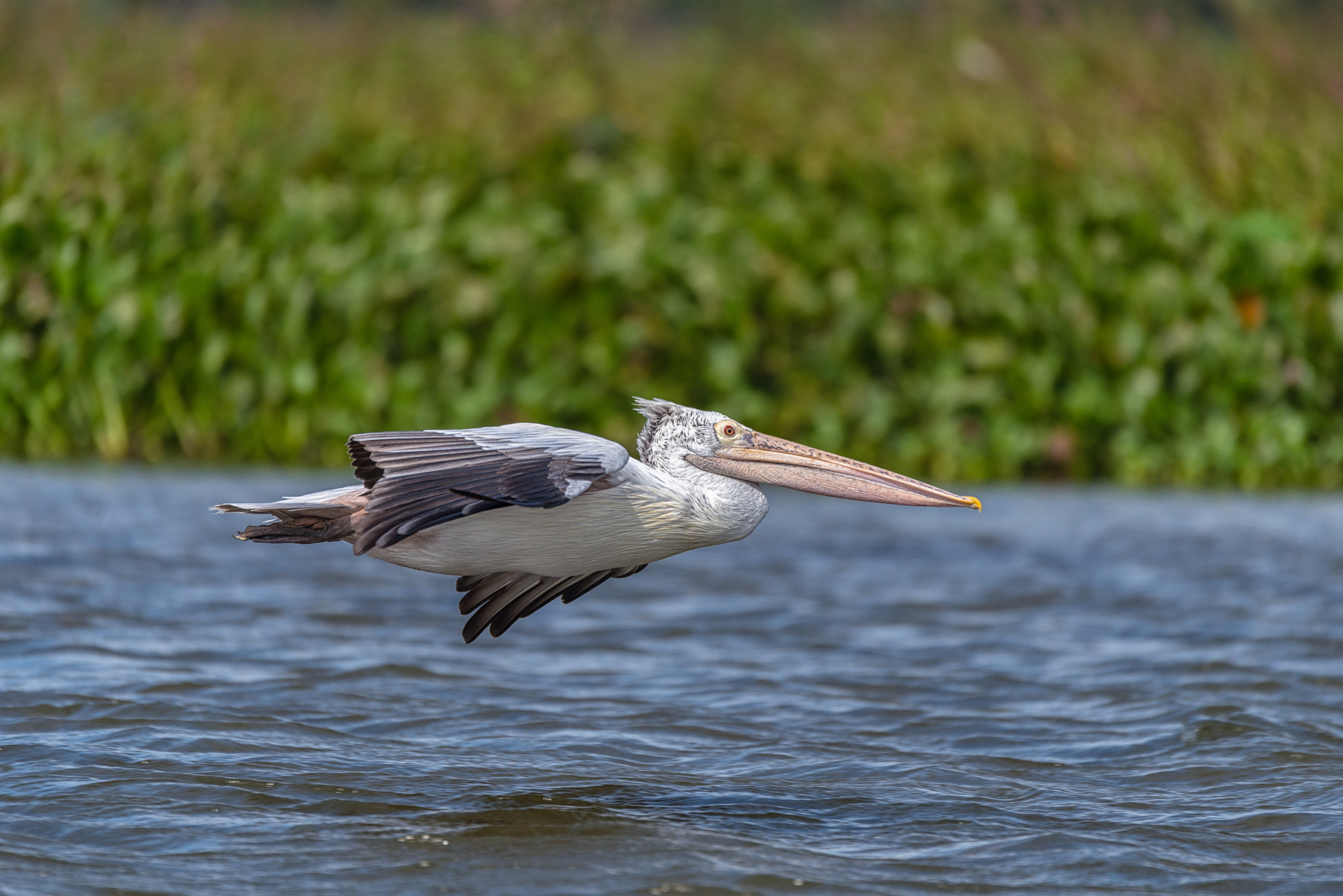 Nikon D800 + Sigma 150-600mm F5-6.3 DG OS HSM | S sample photo. Pelikan photography