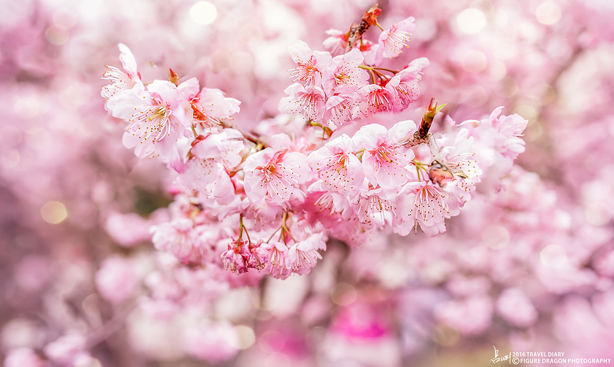 Nikon D800E sample photo. Cherry blossoms in full bloom season photography