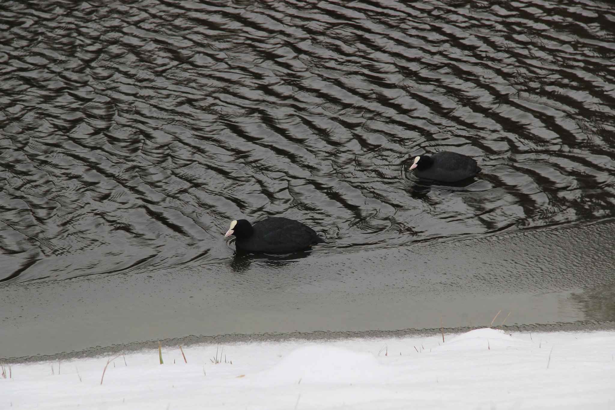 Canon EF-S 17-85mm F4-5.6 IS USM sample photo. Birds in the cold photography