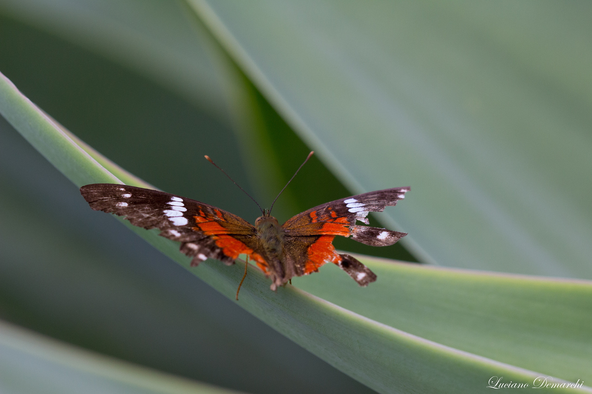 Canon EF 100mm F2.8 Macro USM sample photo. Borboleta photography