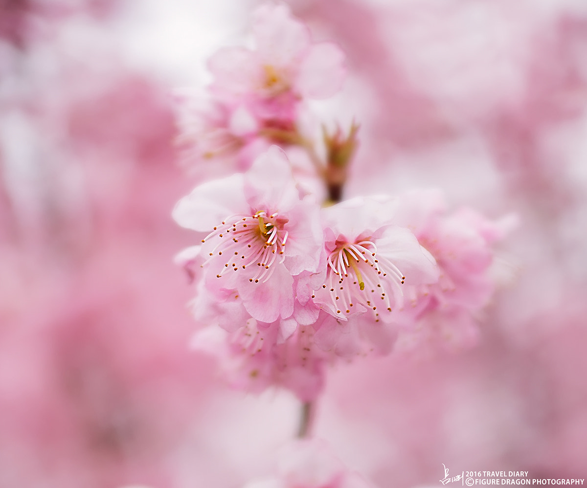 Nikon D800E + Sigma 35mm F1.4 DG HSM Art sample photo. The blooming cherry blossoms photography