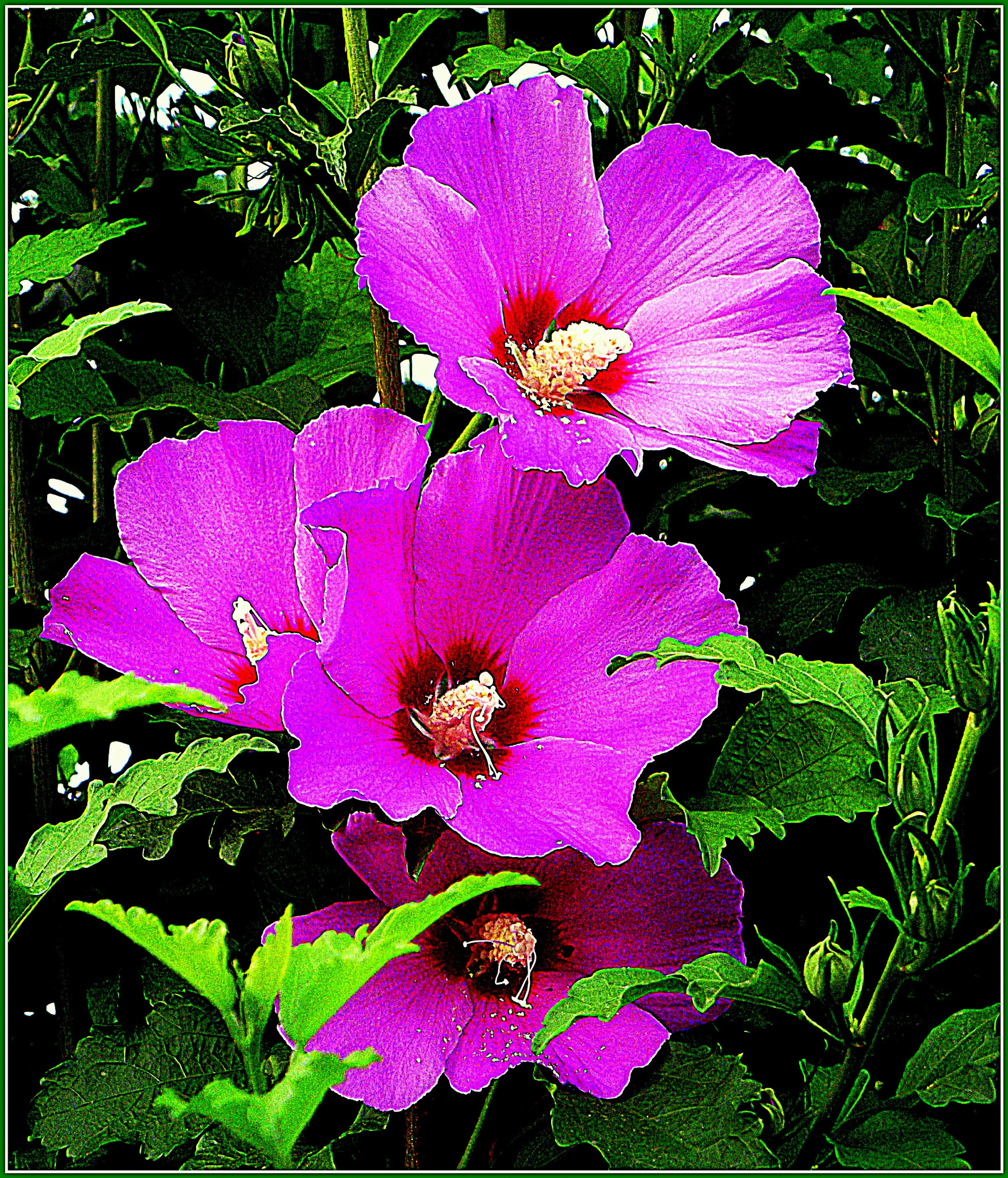 Fujifilm FinePix JX250 sample photo. Fiori hibiscus rosa in primo piano. photography
