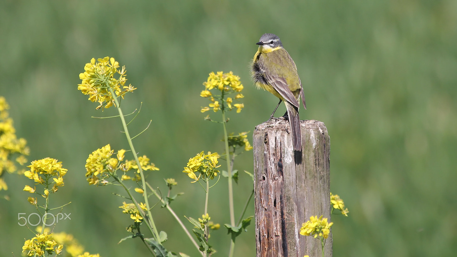 Canon EOS 60D + Canon EF 100-400mm F4.5-5.6L IS USM sample photo. Yellow wagtail photography