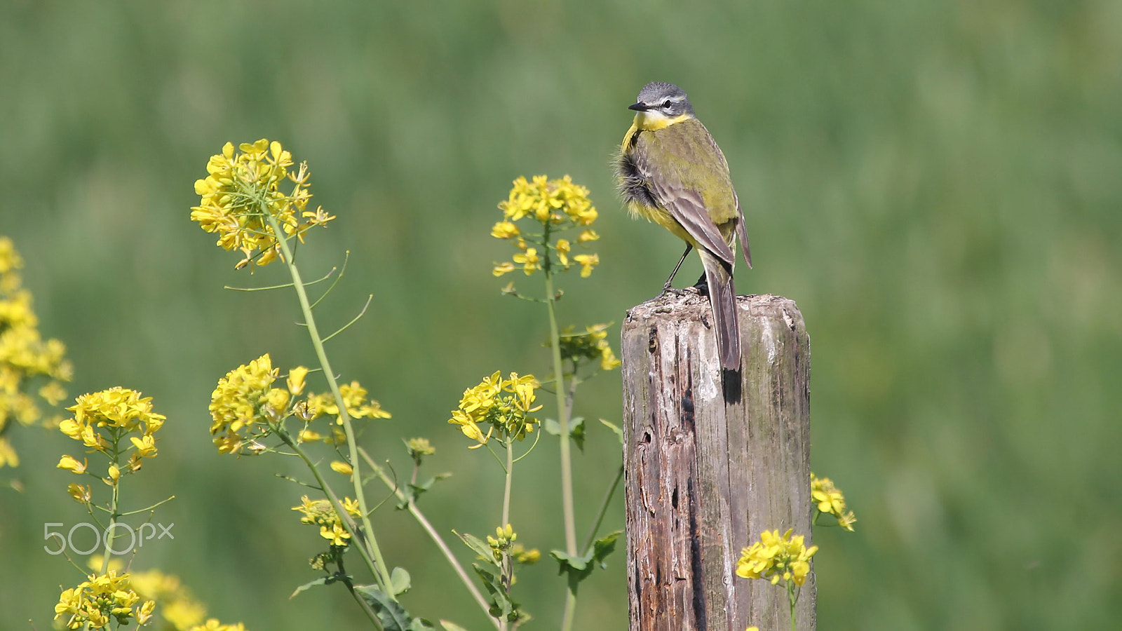 Canon EF 100-400mm F4.5-5.6L IS USM sample photo. Yellow wagtail photography