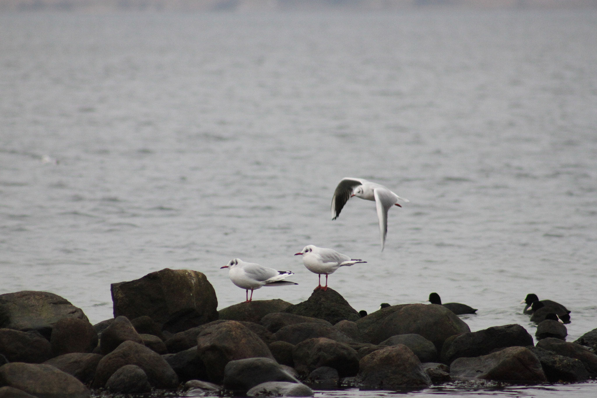 Canon EF 75-300mm f/4-5.6 USM sample photo. Grey birds in grey winter photography