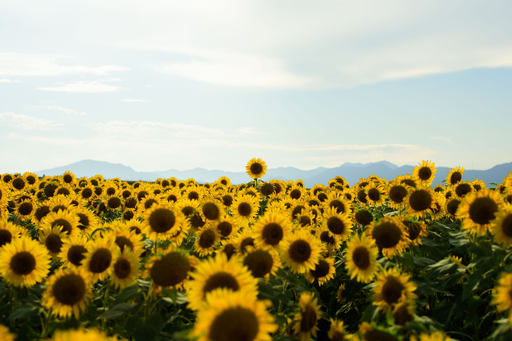 Nikon D750 + Nikon AF-S Nikkor 58mm F1.4G sample photo. Dsc photography