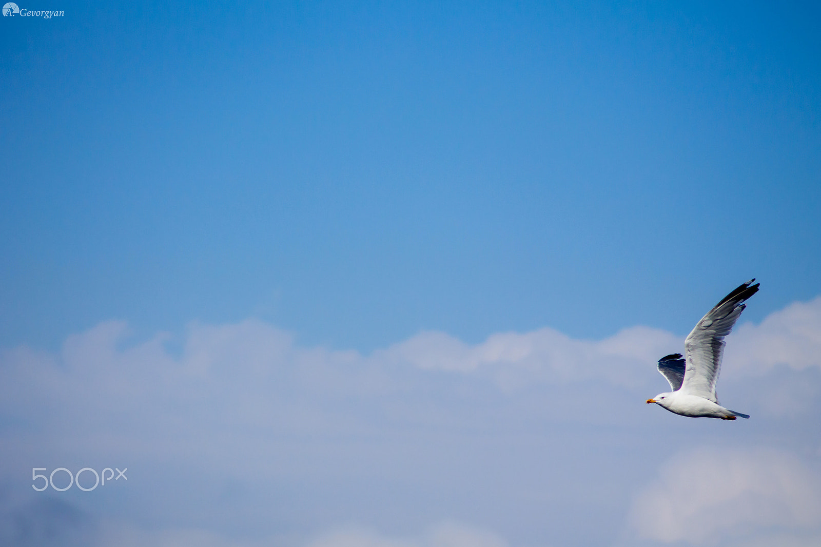 Canon EF 55-200mm F4.5-5.6 II USM sample photo. Jonathan livingston seagull photography