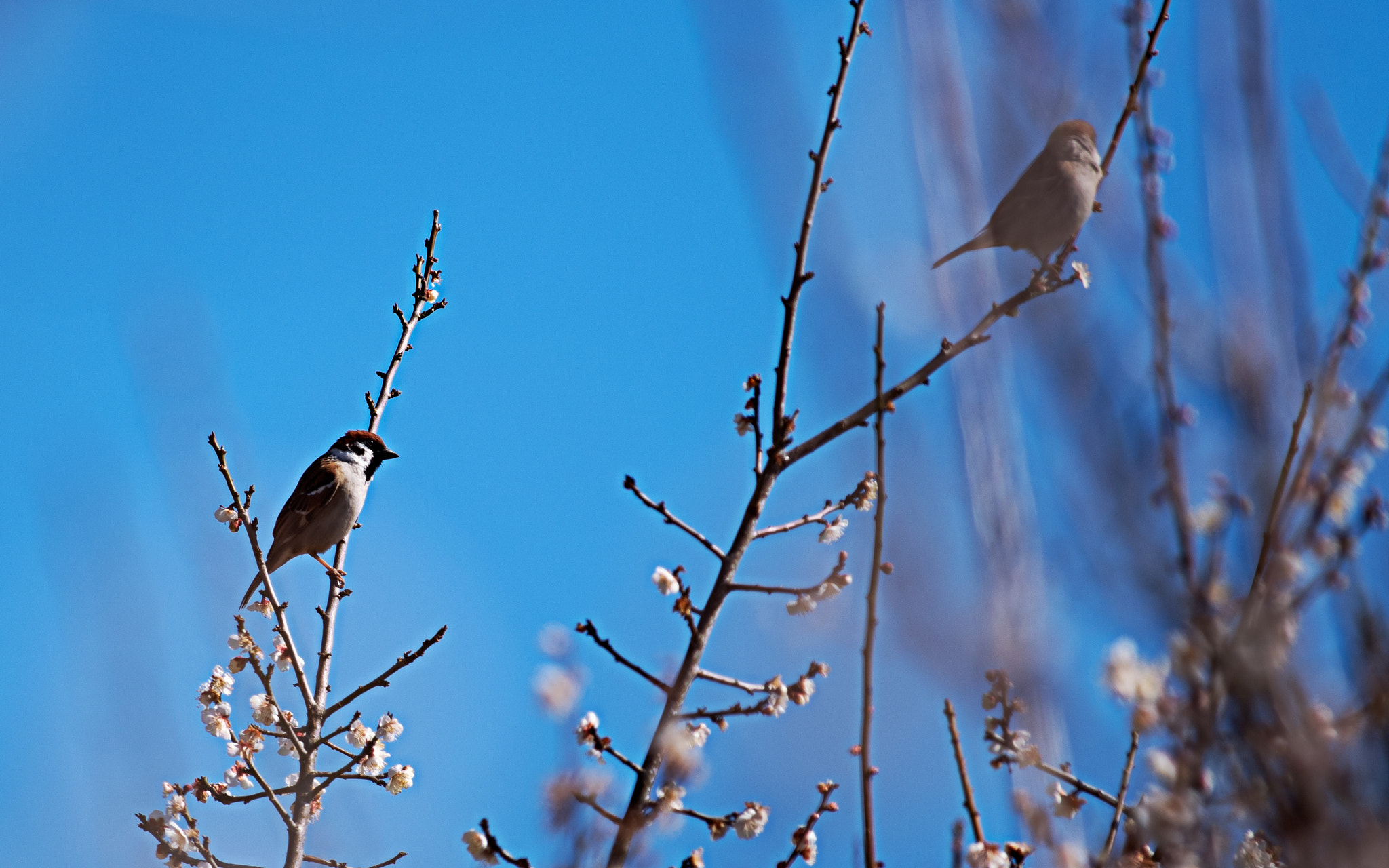 Pentax smc DA* 300mm F4.0 ED (IF) SDM sample photo. Plum blossom photography