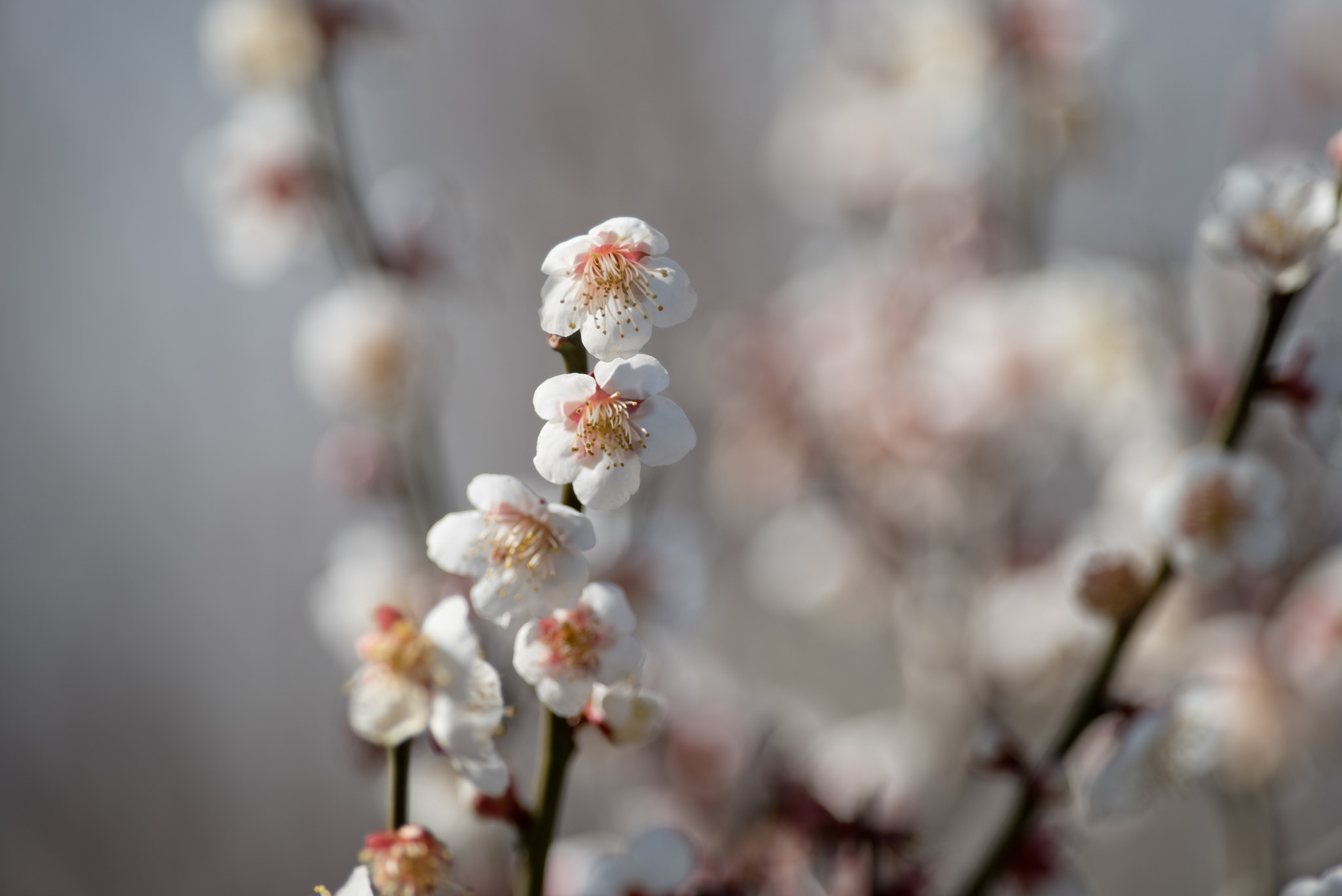 Pentax K-1 sample photo. Plum blossom photography