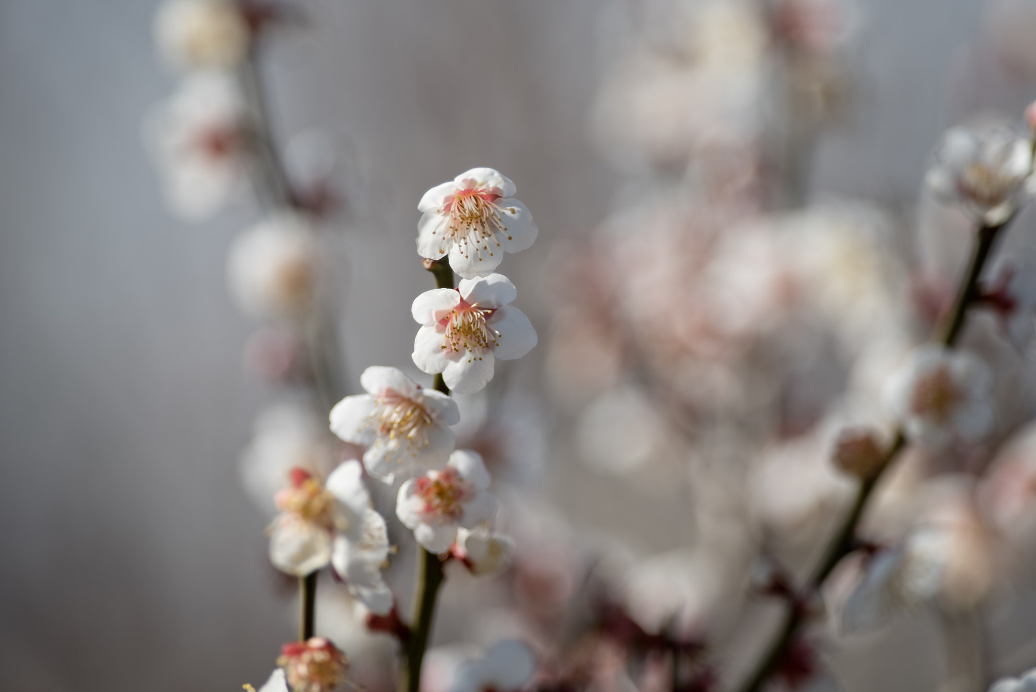 Pentax K-1 + Pentax smc DA* 300mm F4.0 ED (IF) SDM sample photo. Plum blossom photography