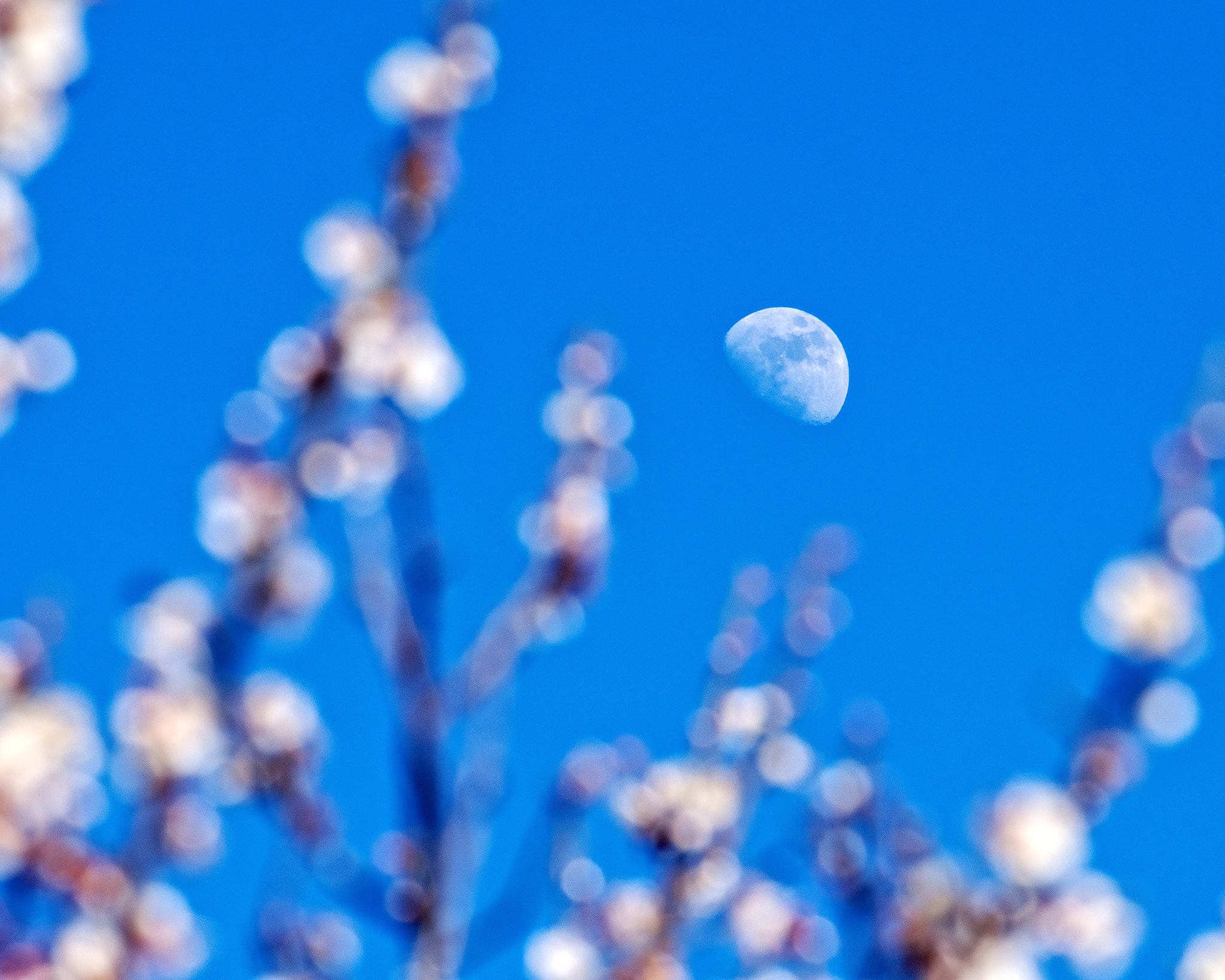 Pentax smc DA* 300mm F4.0 ED (IF) SDM sample photo. Plum blossom photography