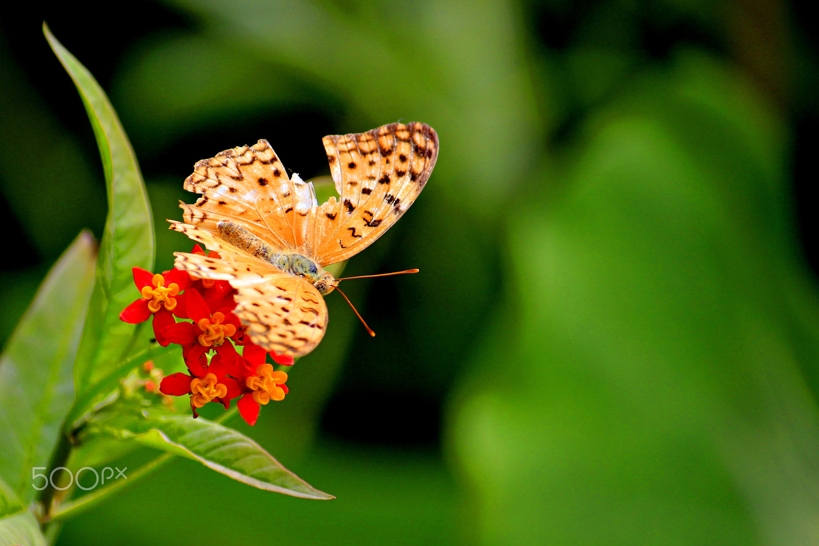 Canon EF-S 55-250mm F4-5.6 IS II sample photo. Mg butterfly photography