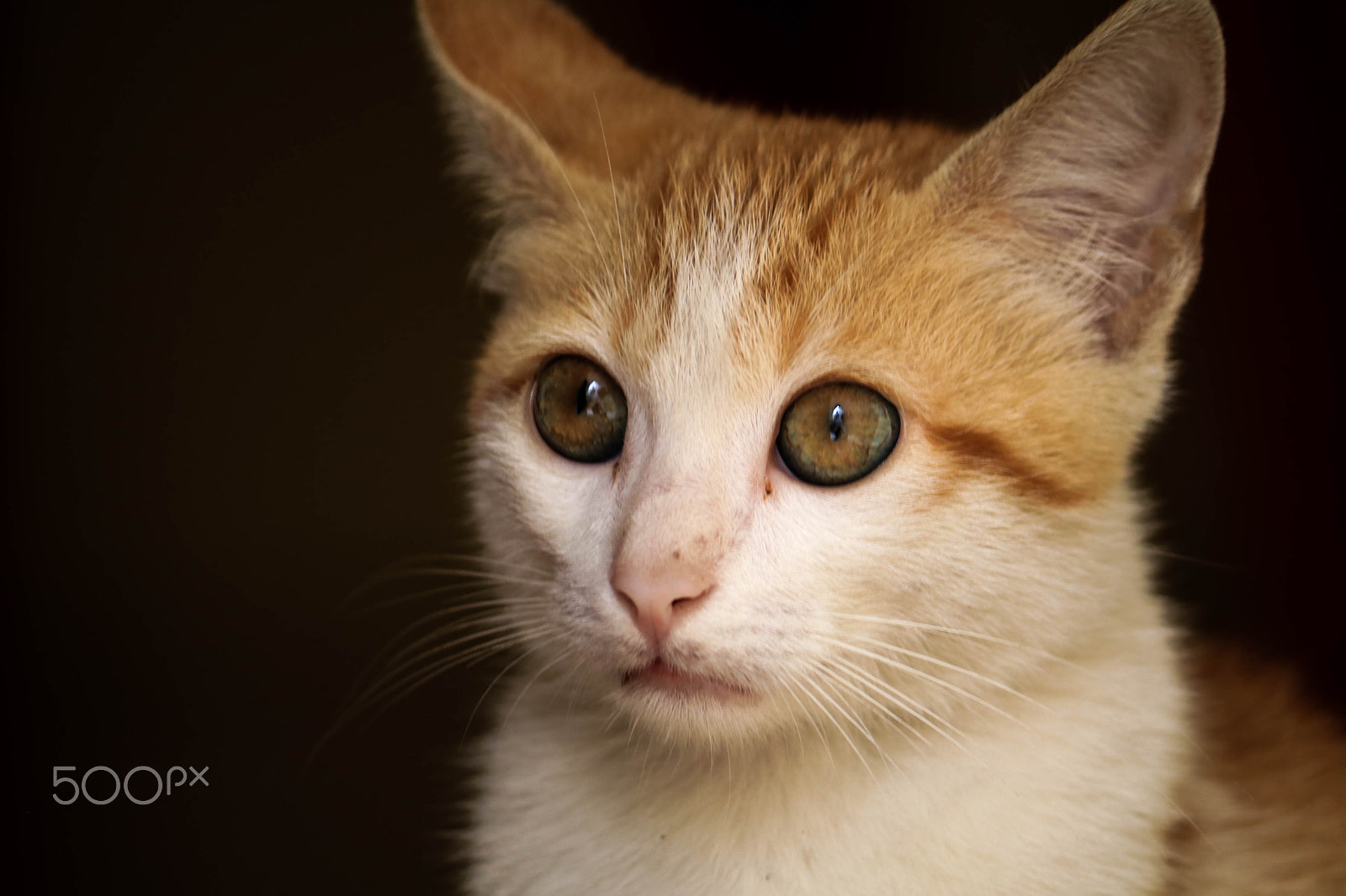 Canon EF-S 55-250mm F4-5.6 IS II sample photo. Dwr kitten photography
