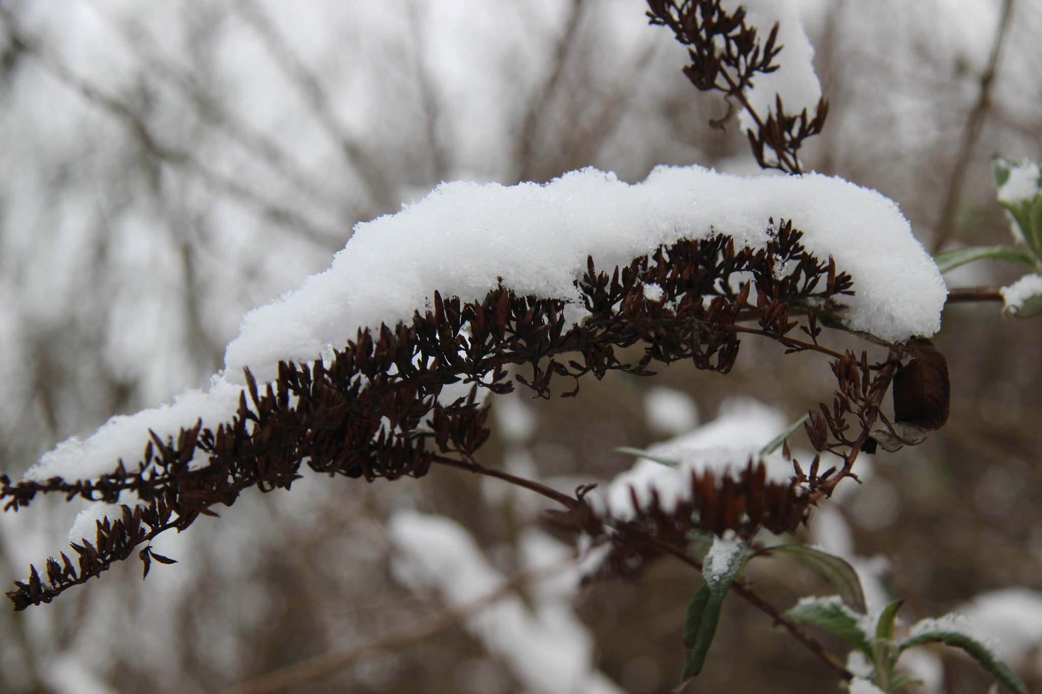 Canon EF-S 17-85mm F4-5.6 IS USM sample photo. Snow to wear photography