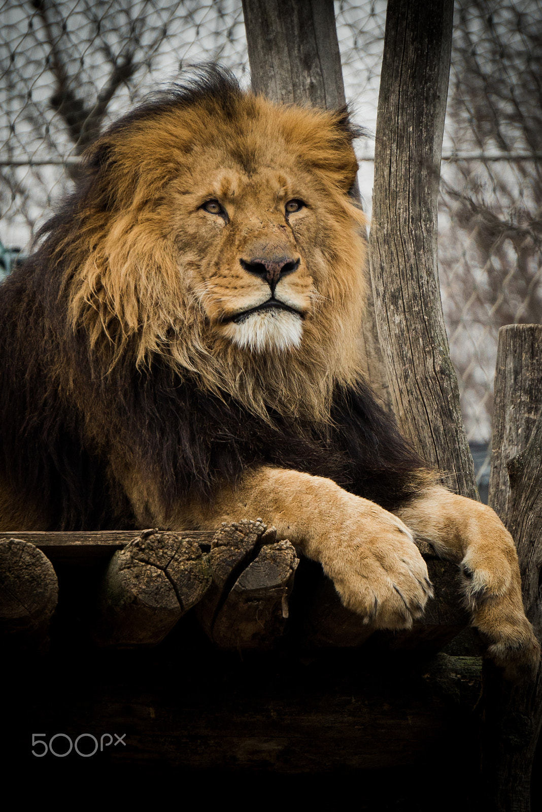 Sony a7S sample photo. Lion photography