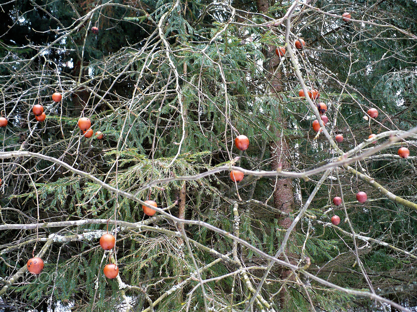 Panasonic DMC-LZ7 sample photo. Apple tree forest photography