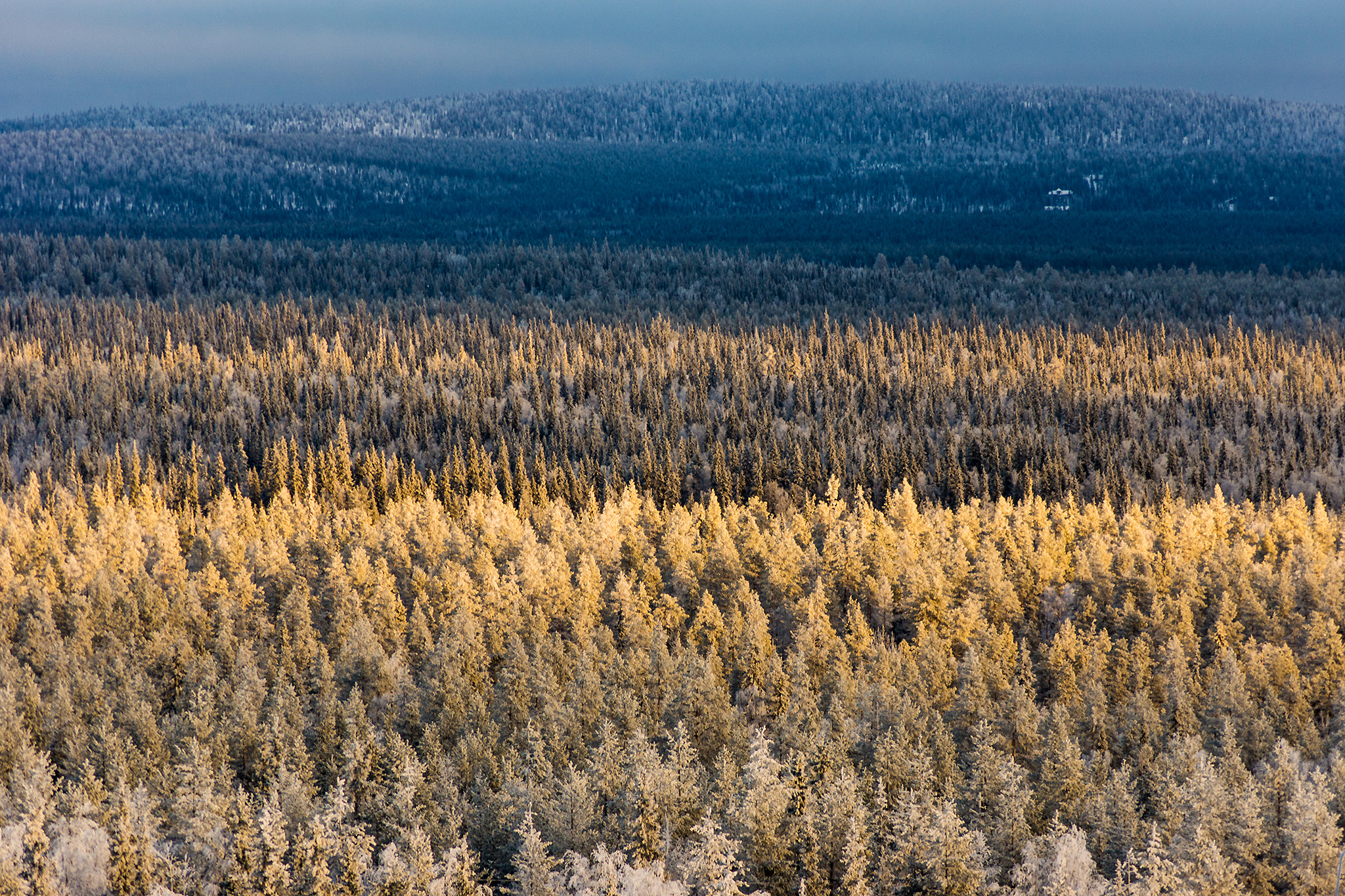 Sony SLT-A77 sample photo. Layers of trees photography