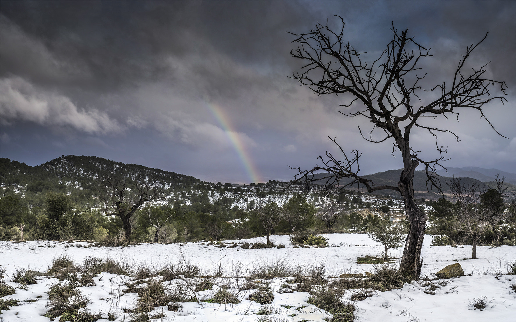 Fujifilm X-E2 + Fujifilm XF 35mm F1.4 R sample photo. Arcoiris y almendro photography