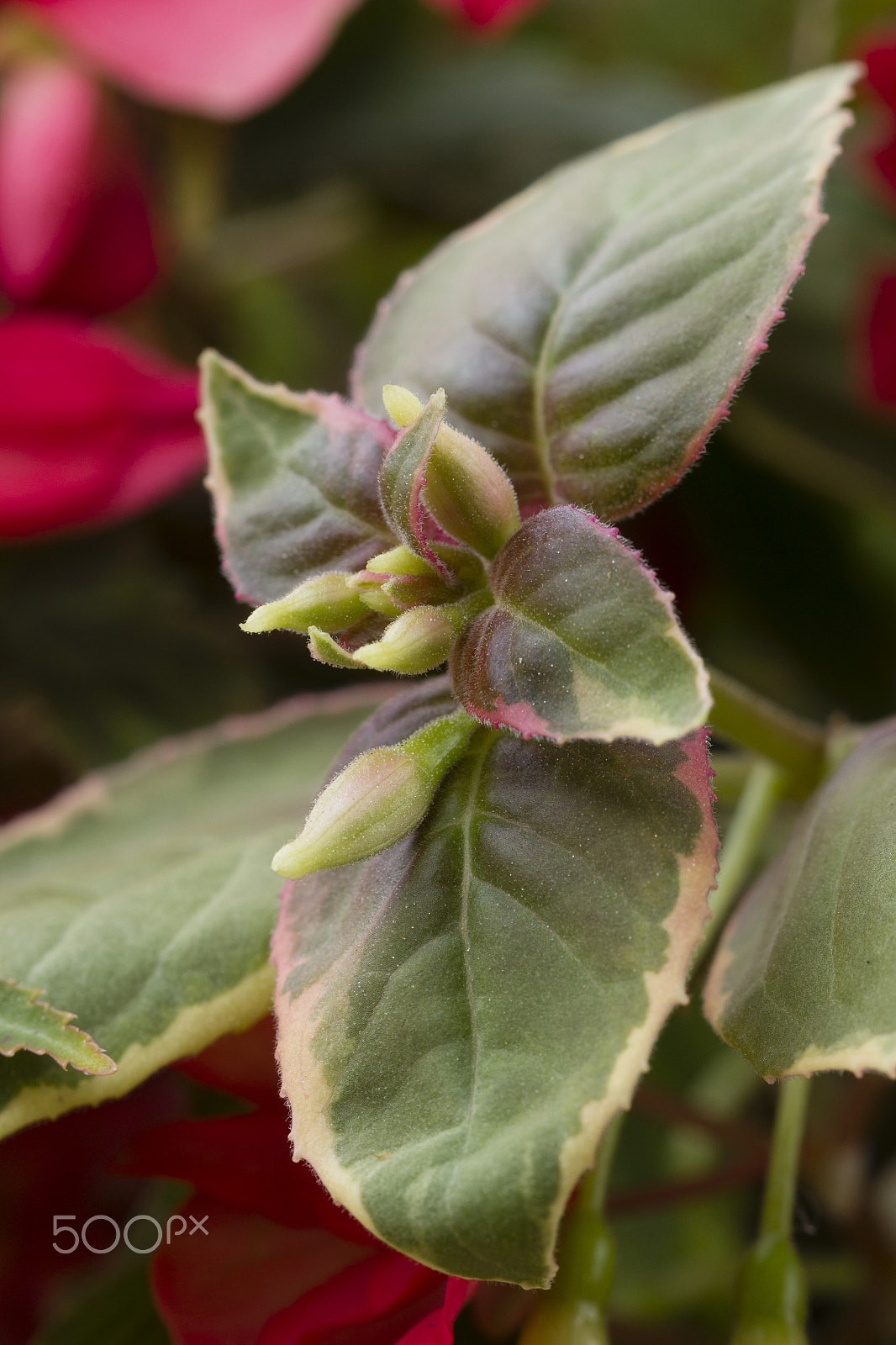 Canon EF 100mm F2.8 Macro USM sample photo. Oh ! you've made me blush photography