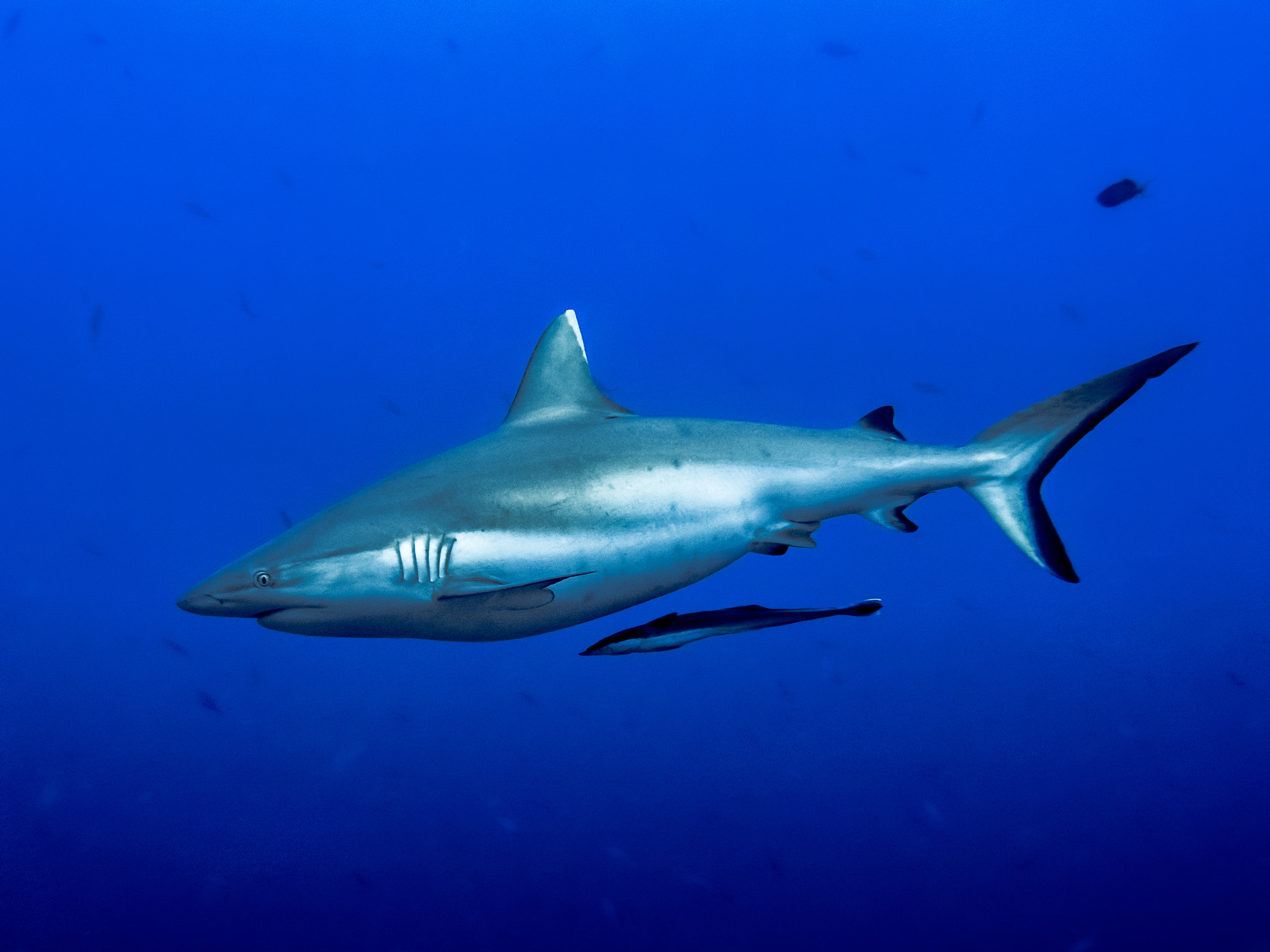Olympus PEN E-PL5 + OLYMPUS M.9-18mm F4.0-5.6 sample photo. Grey reef shark on patrol photography