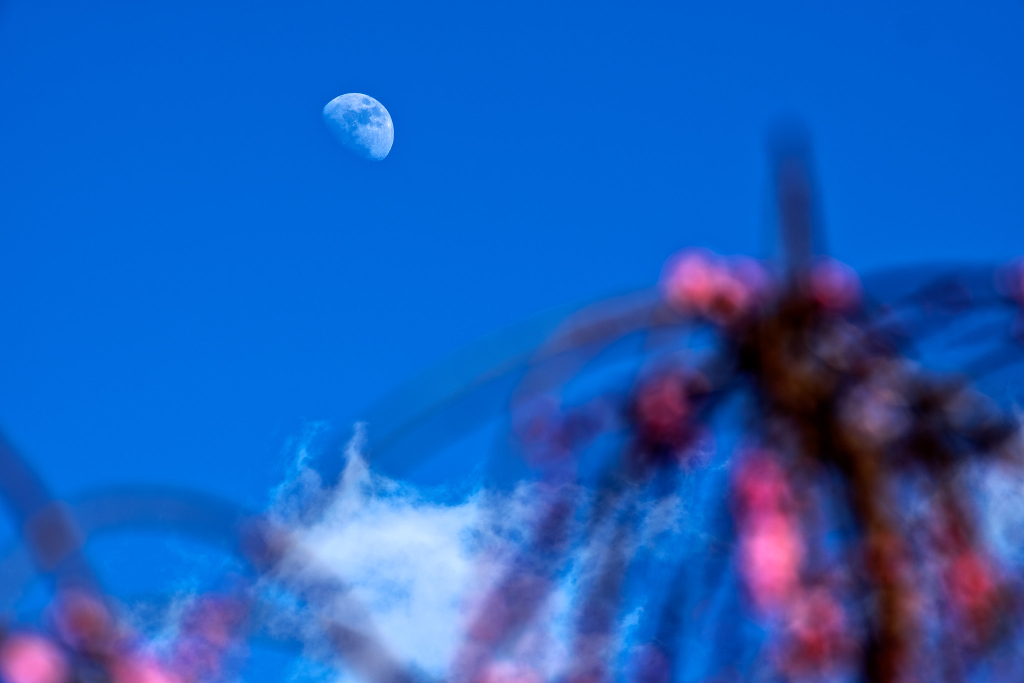 Pentax K-1 sample photo. Moon behind plum blossom photography