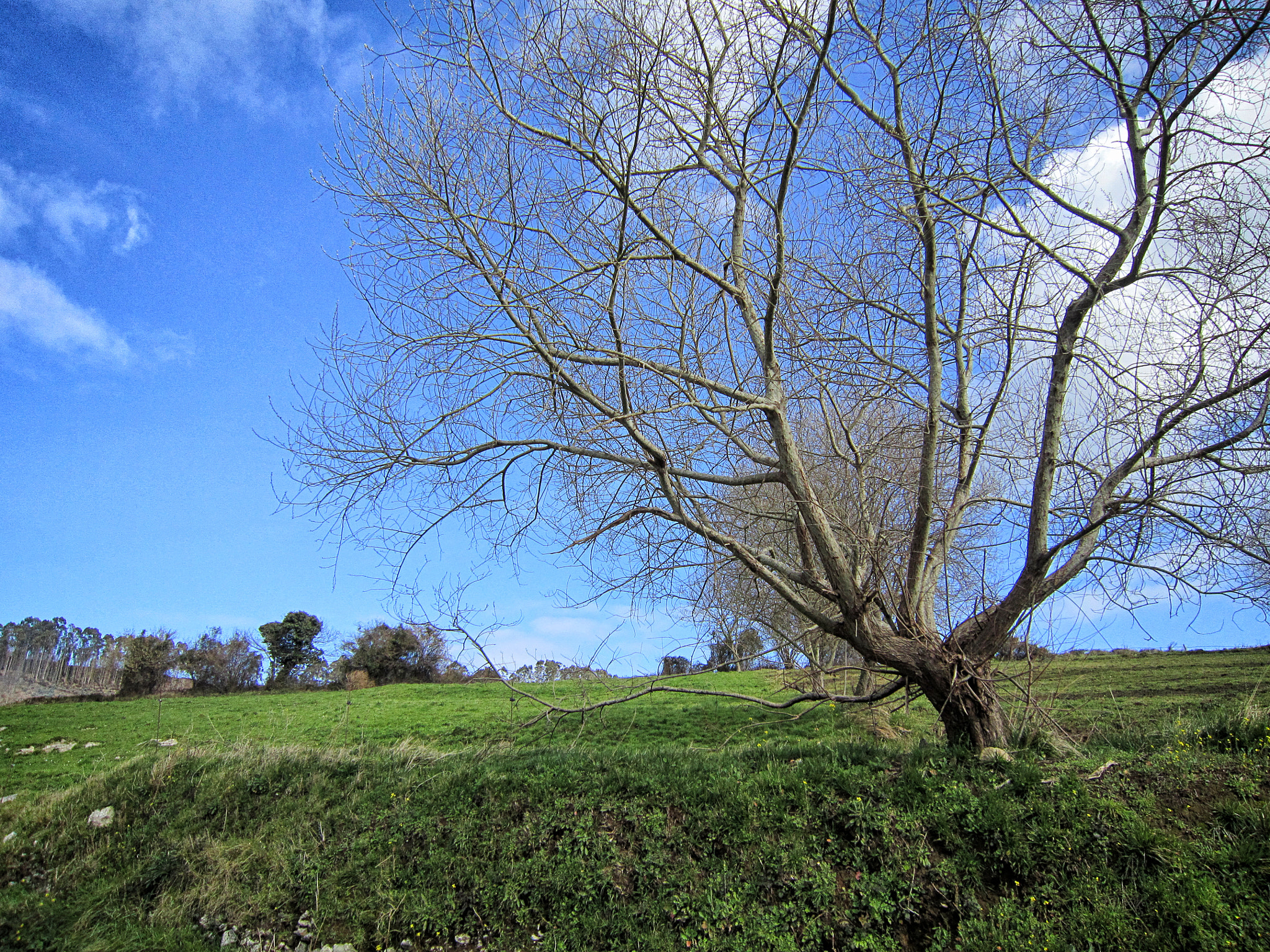 Canon PowerShot SD3500 IS (IXUS 210 / IXY 10S) sample photo. El árbol photography