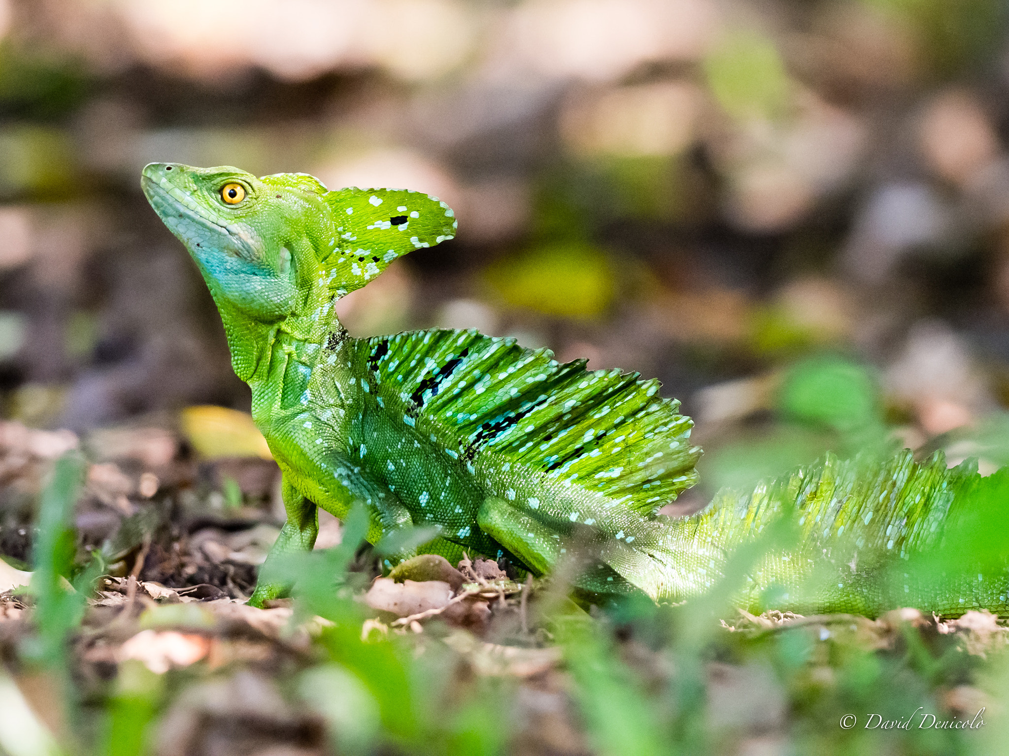 Olympus OM-D E-M1 Mark II + OLYMPUS M.300mm F4.0 sample photo. The jesus christ lizard photography
