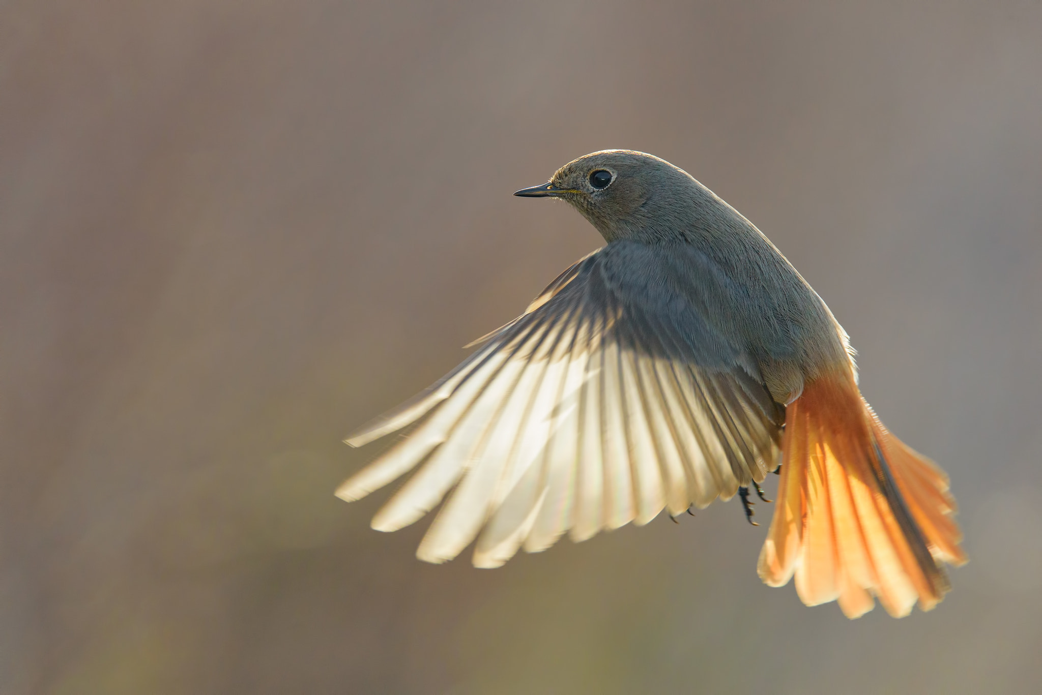 Sigma 150-600mm F5-6.3 DG OS HSM | S sample photo. Black redstart in fly backlight photography