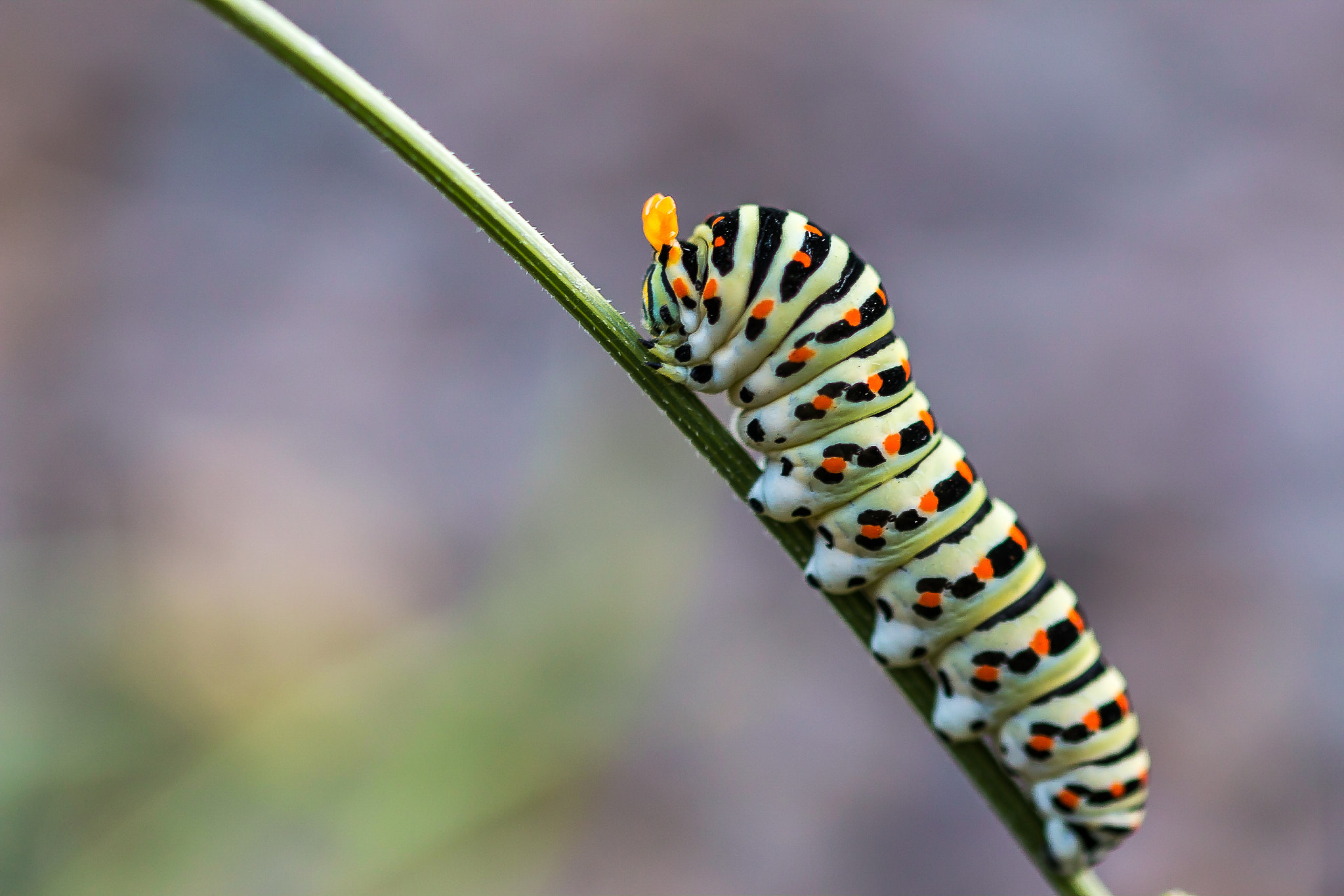 Sigma 105mm F2.8 EX DG OS HSM sample photo. Felix becker macro photography