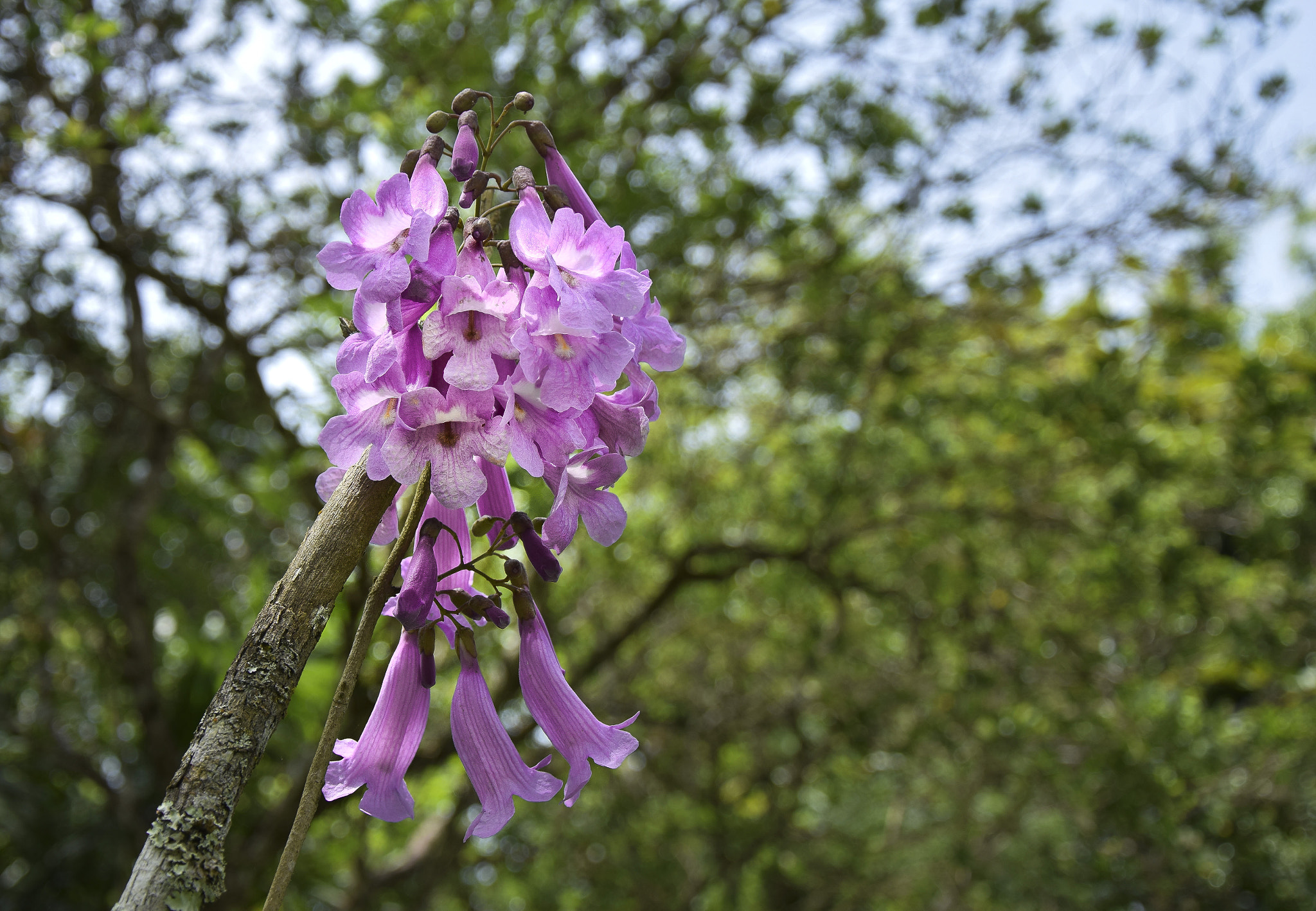 AF Micro-Nikkor 105mm f/2.8 sample photo