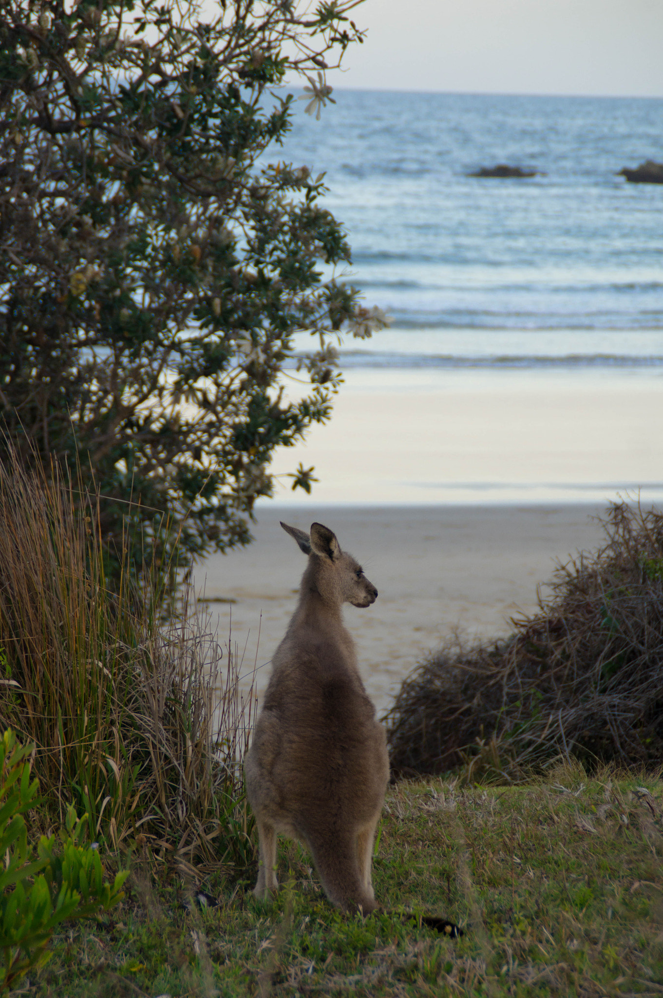 Sony Alpha DSLR-A580 sample photo. Emerald beach kangaroo photography