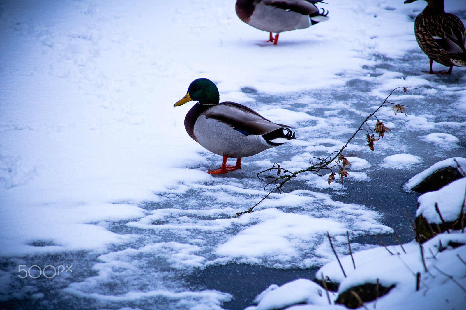 Canon EOS 700D (EOS Rebel T5i / EOS Kiss X7i) + Canon TS-E 90mm F2.8 Tilt-Shift sample photo. Duck 1 photography
