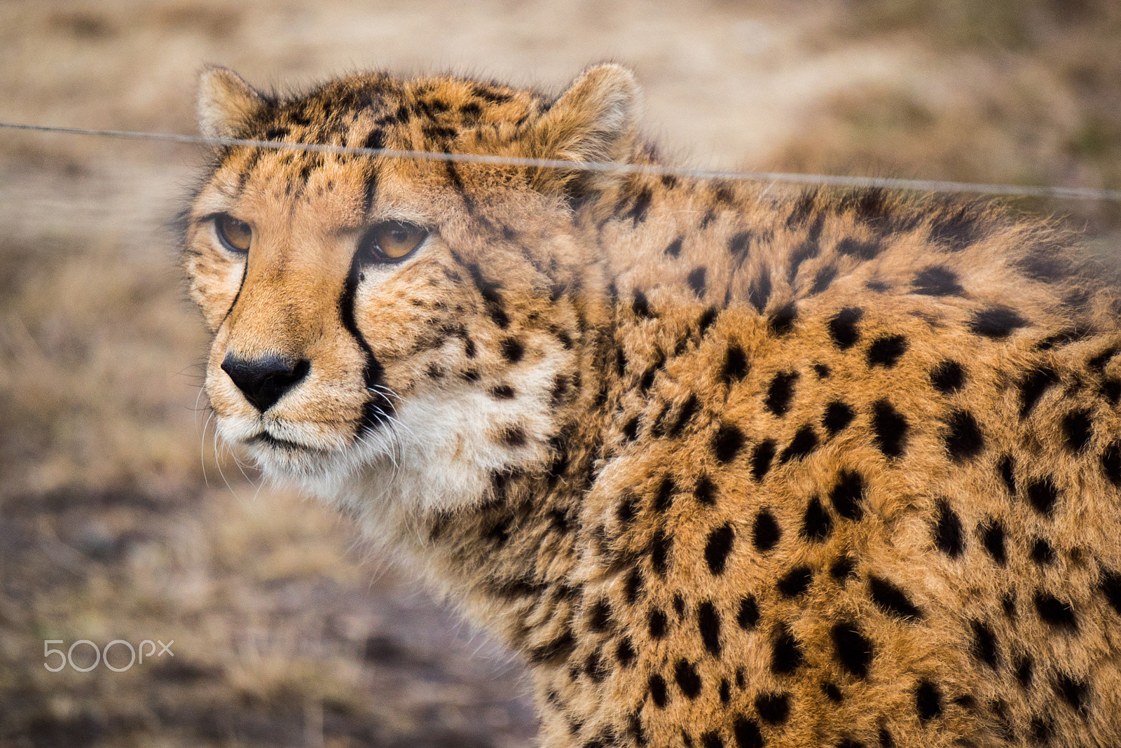 Sony a7S sample photo. Cheetah photography