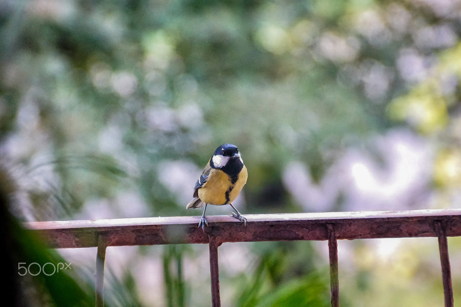 Sony DT 18-200mm F3.5-6.3 sample photo. Bird photography