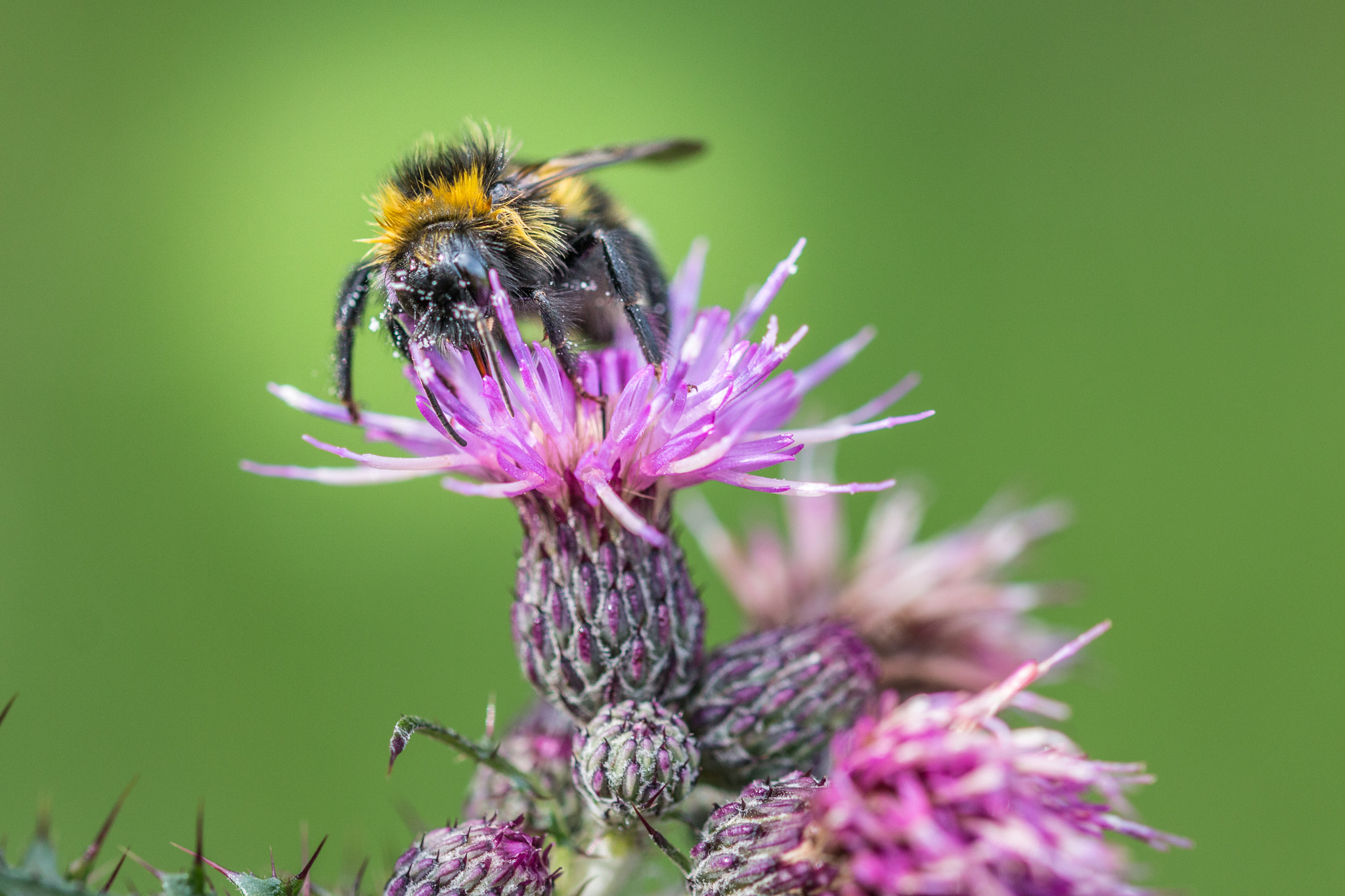 Sigma 105mm F2.8 EX DG OS HSM sample photo. Felix becker macro photography