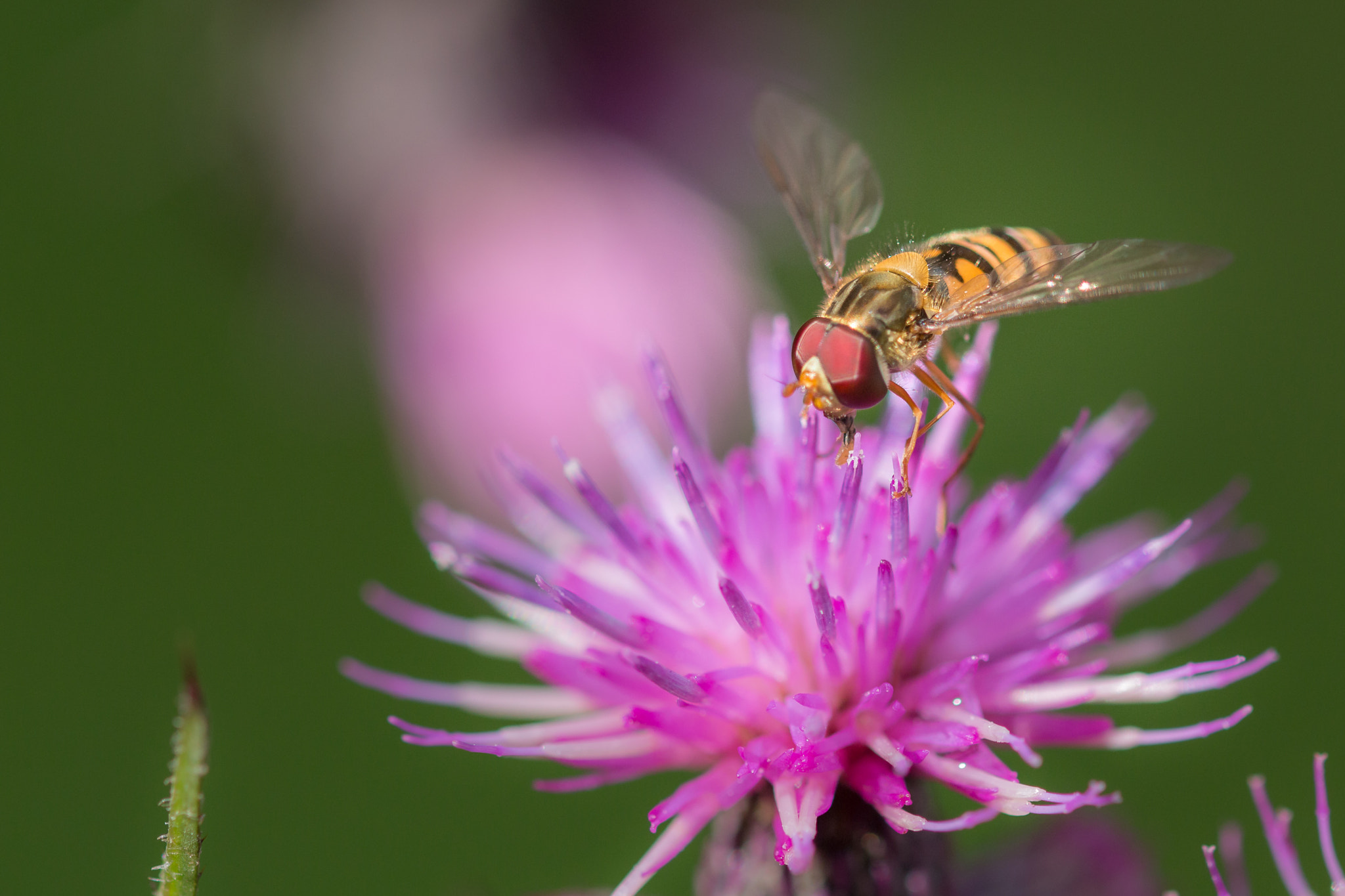 Sigma 105mm F2.8 EX DG OS HSM sample photo. Felix becker macro photography