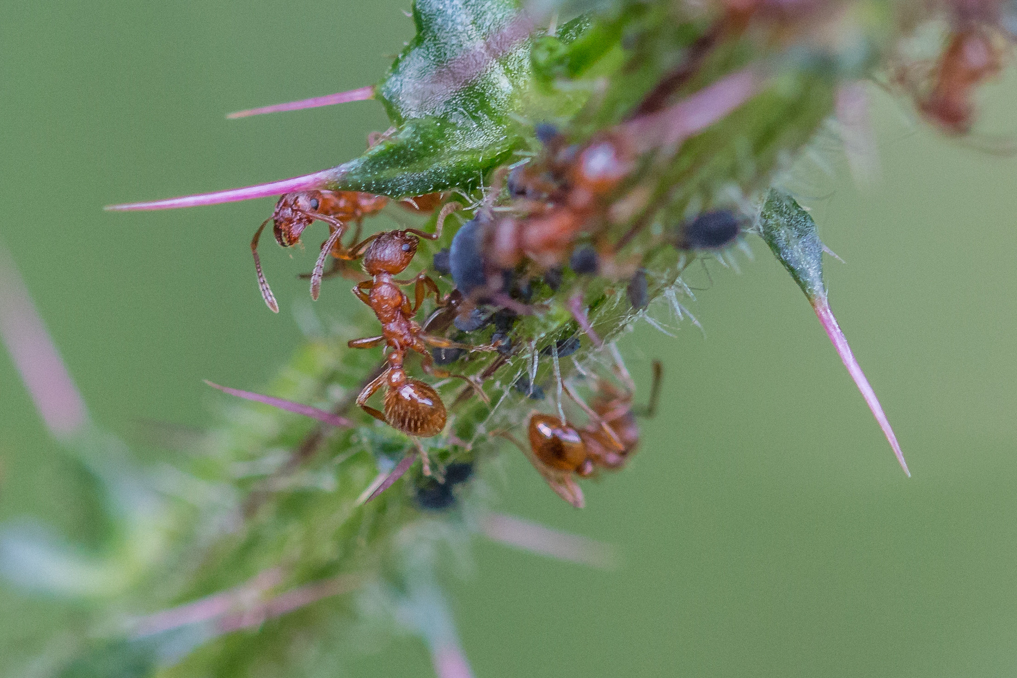 Sigma 105mm F2.8 EX DG OS HSM sample photo. Felix becker macro photography