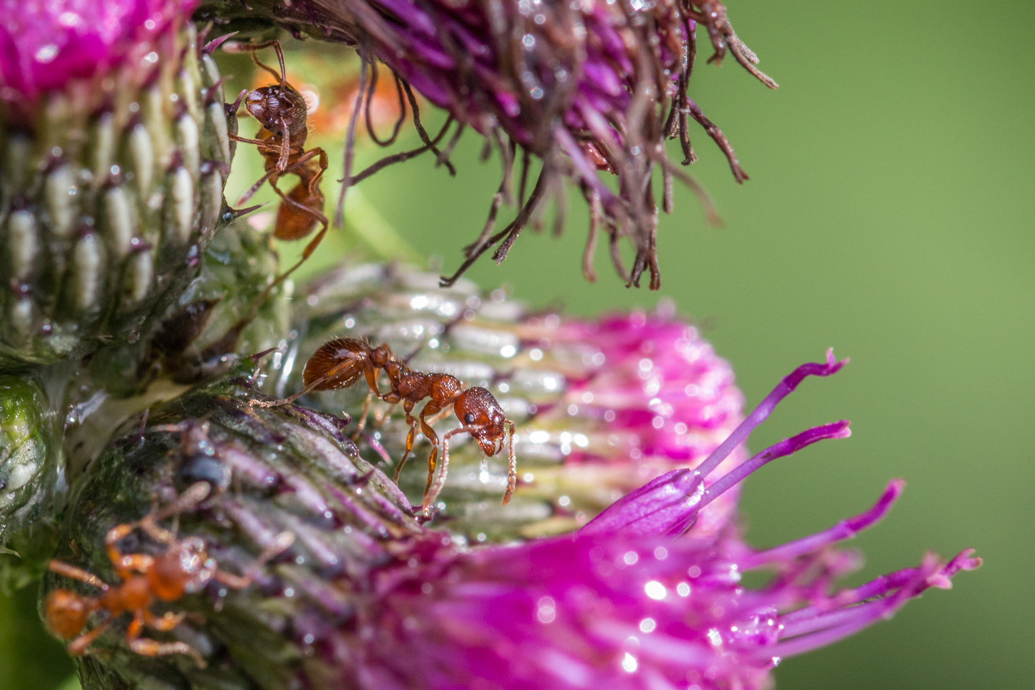 Sigma 105mm F2.8 EX DG OS HSM sample photo. Felix becker macro photography