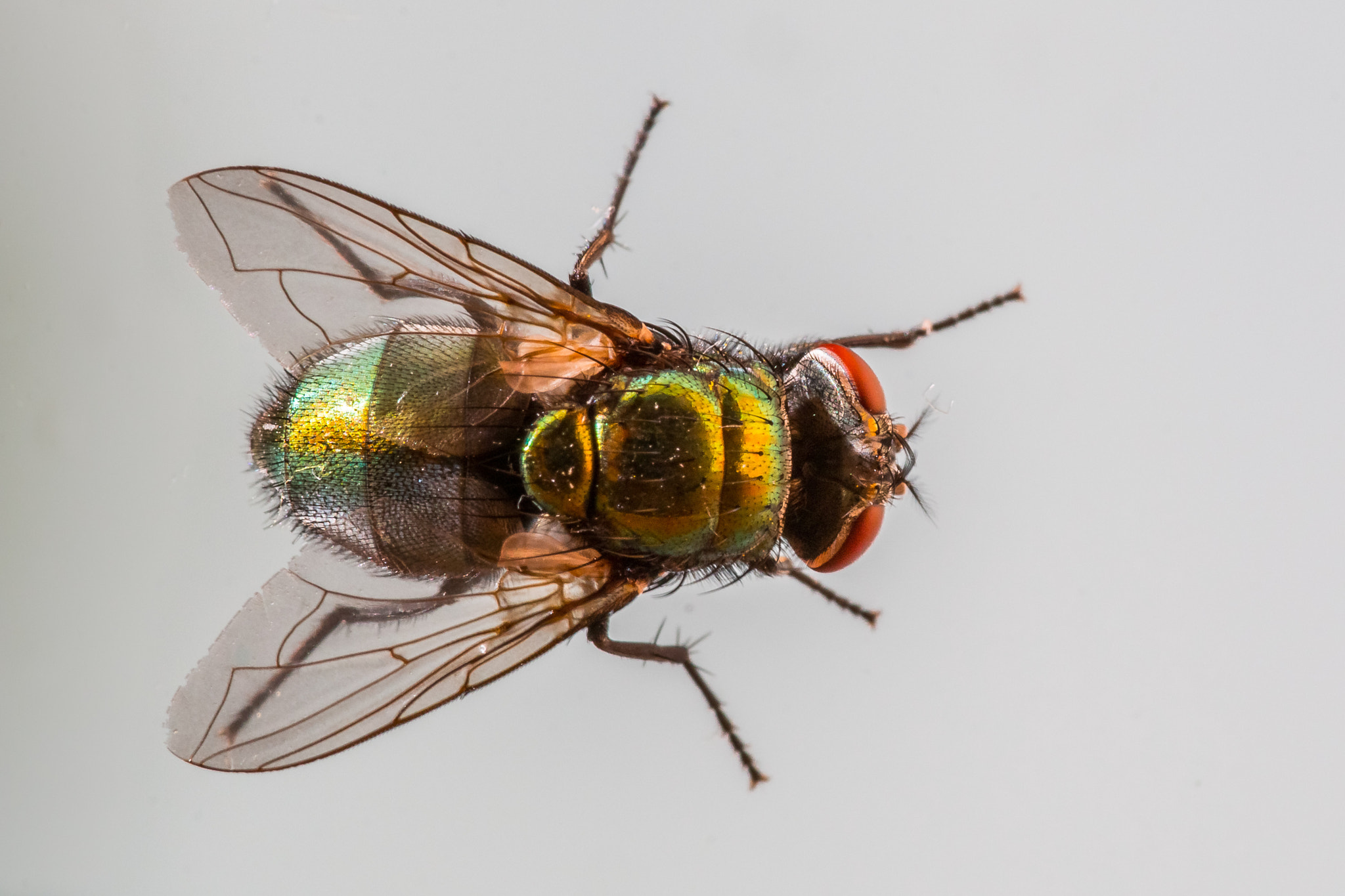 Sigma 105mm F2.8 EX DG OS HSM sample photo. Felix becker macro photography