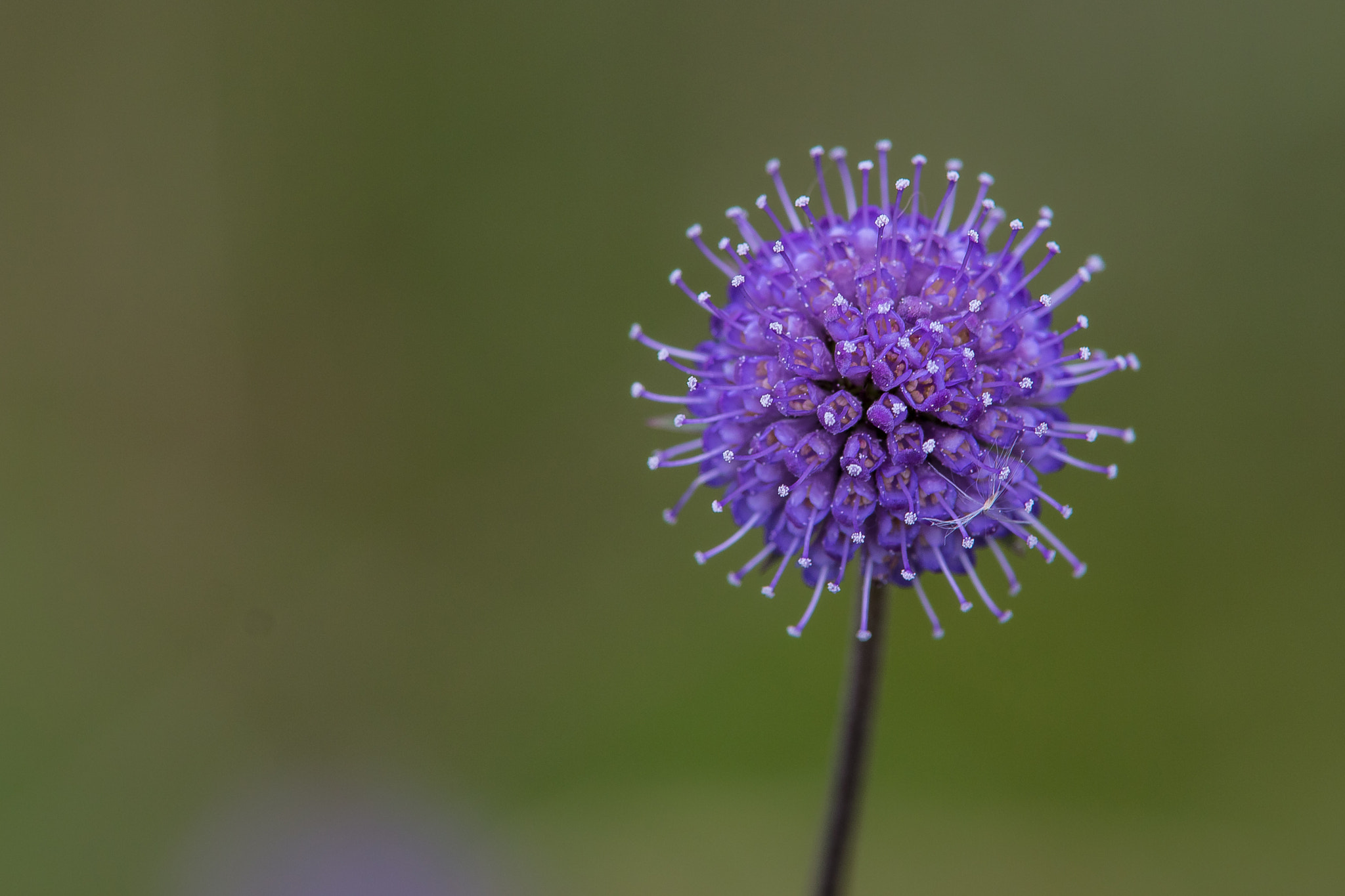 Tamron SP AF 70-200mm F2.8 Di LD (IF) MACRO sample photo. Felix becker macro photography