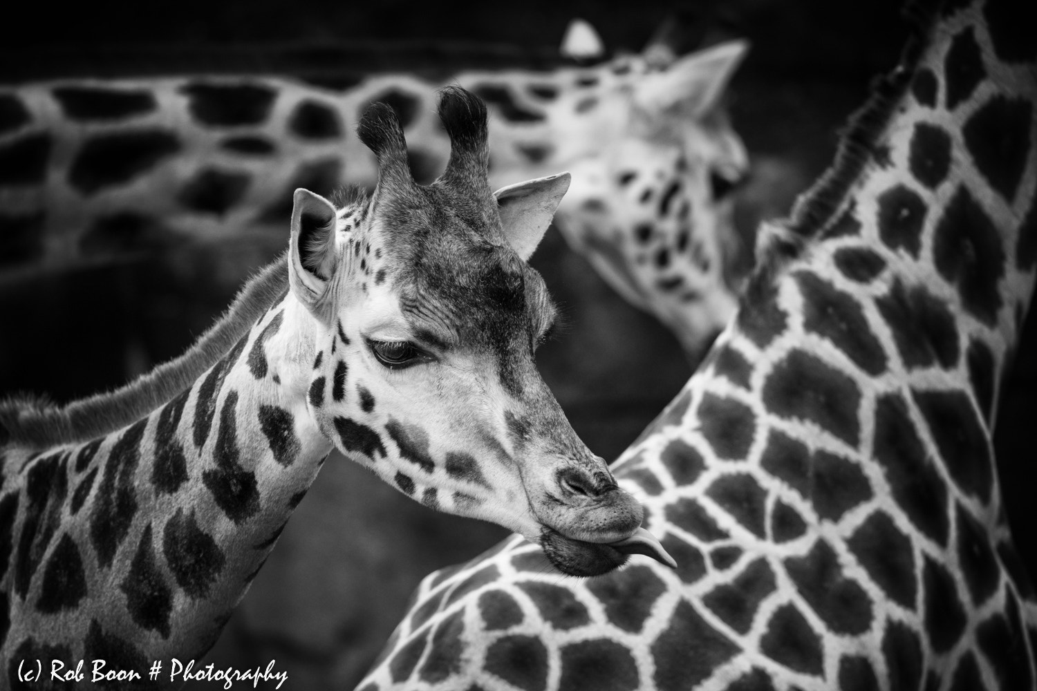 Canon EOS 5DS sample photo. Giraffe photography
