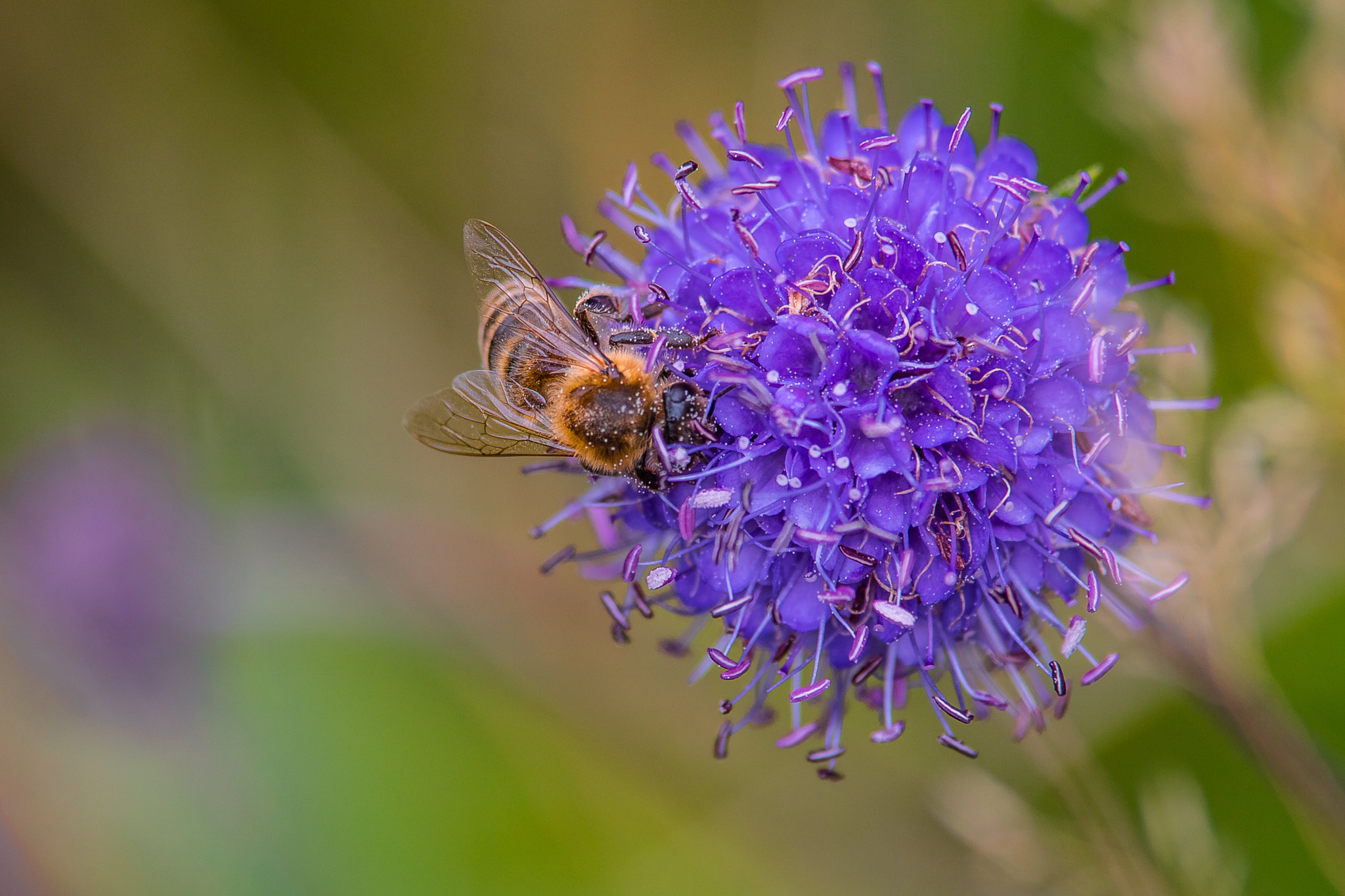 Tamron SP AF 70-200mm F2.8 Di LD (IF) MACRO sample photo. Felix becker macro photography