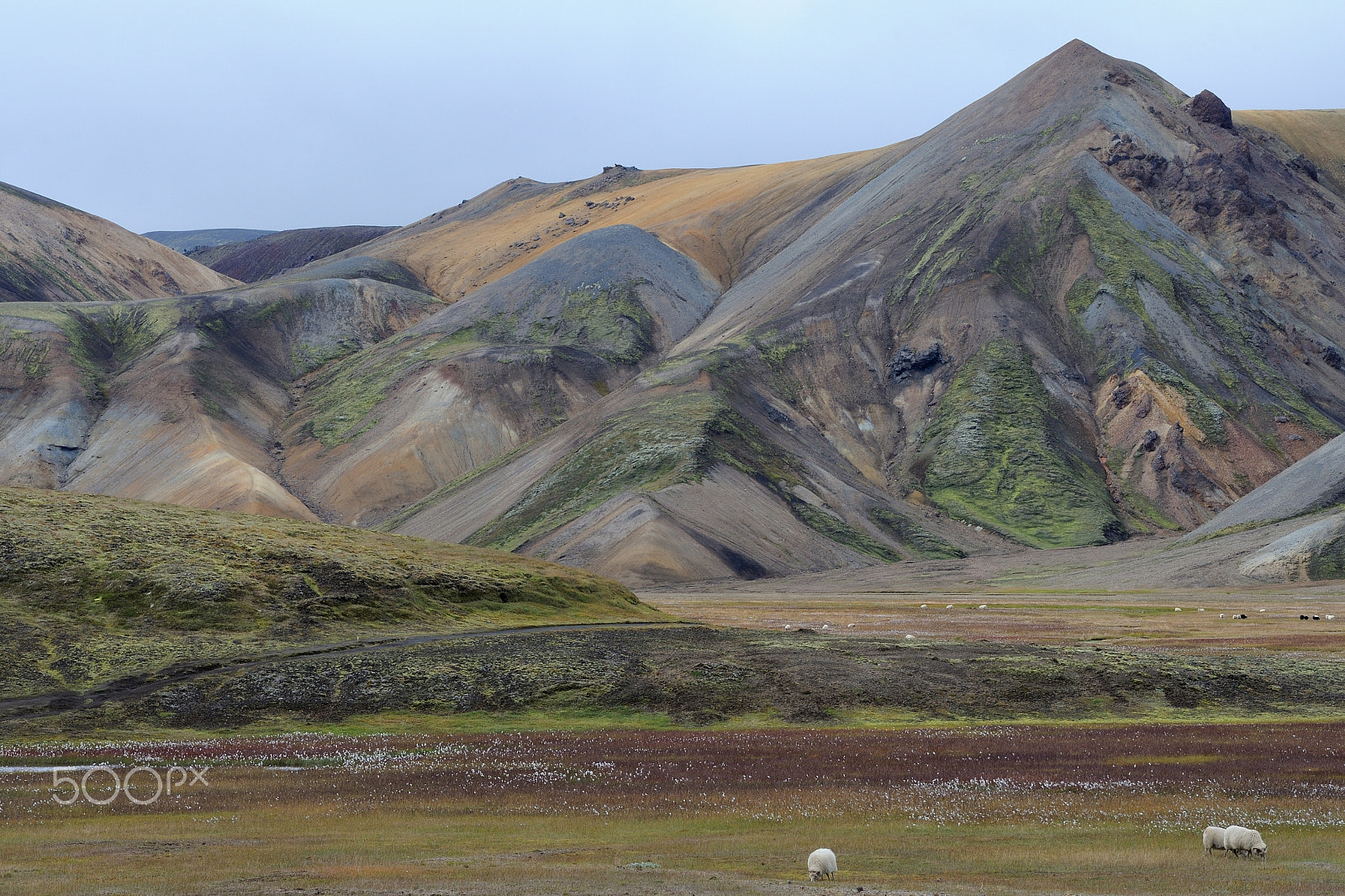 Nikon D700 sample photo. Sheeps of landmannalaugar photography