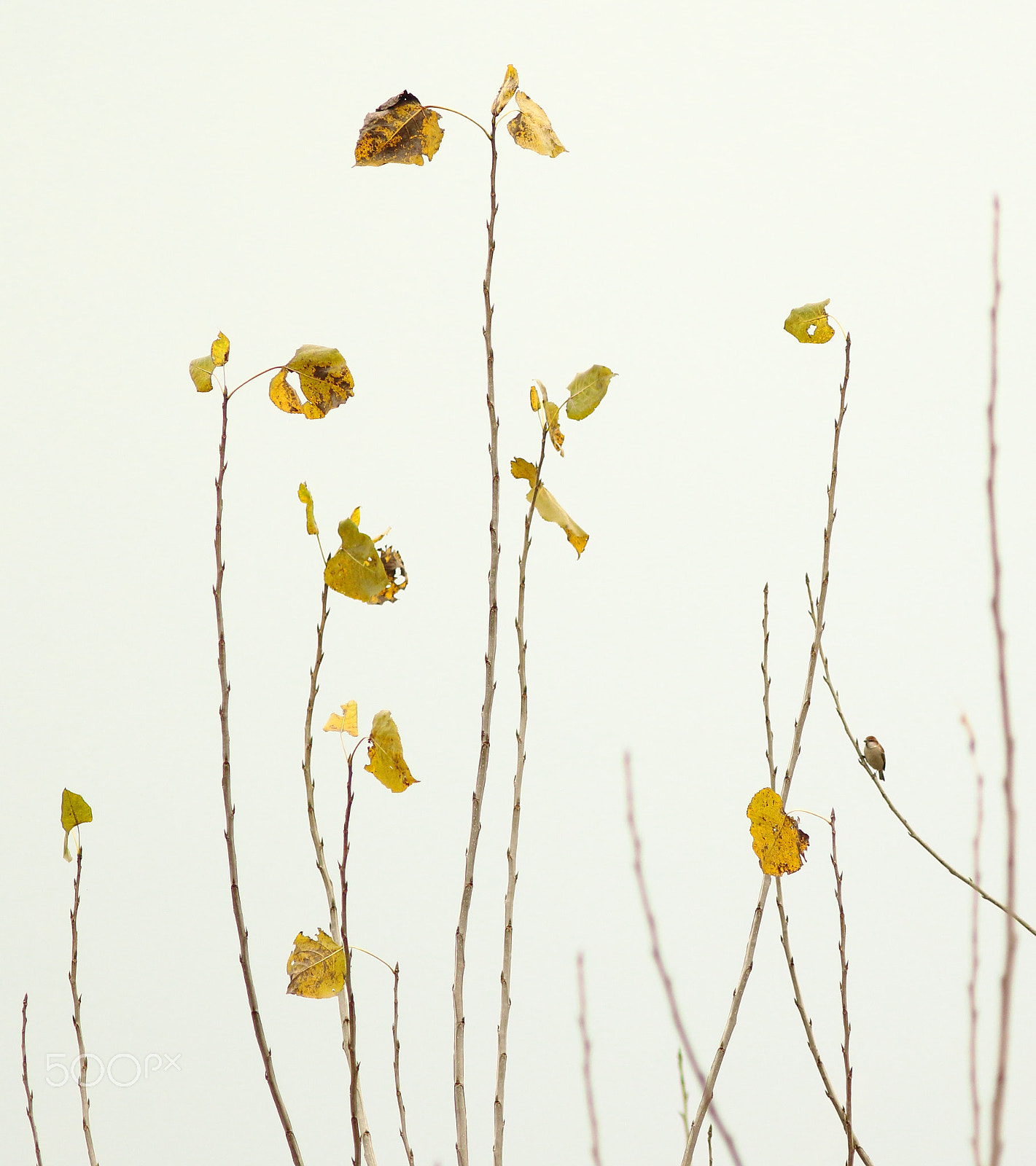 Canon EF 300mm F4L IS USM sample photo. 几叶知秋 photography